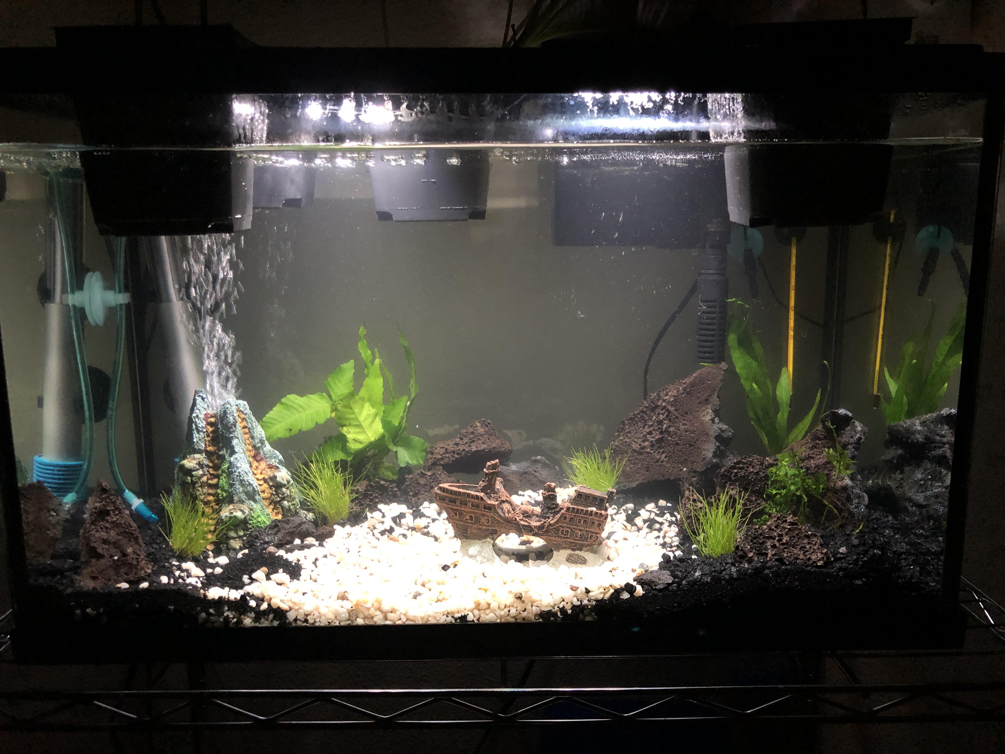 New hobbiest had fish for about a month but all died from ich except 1