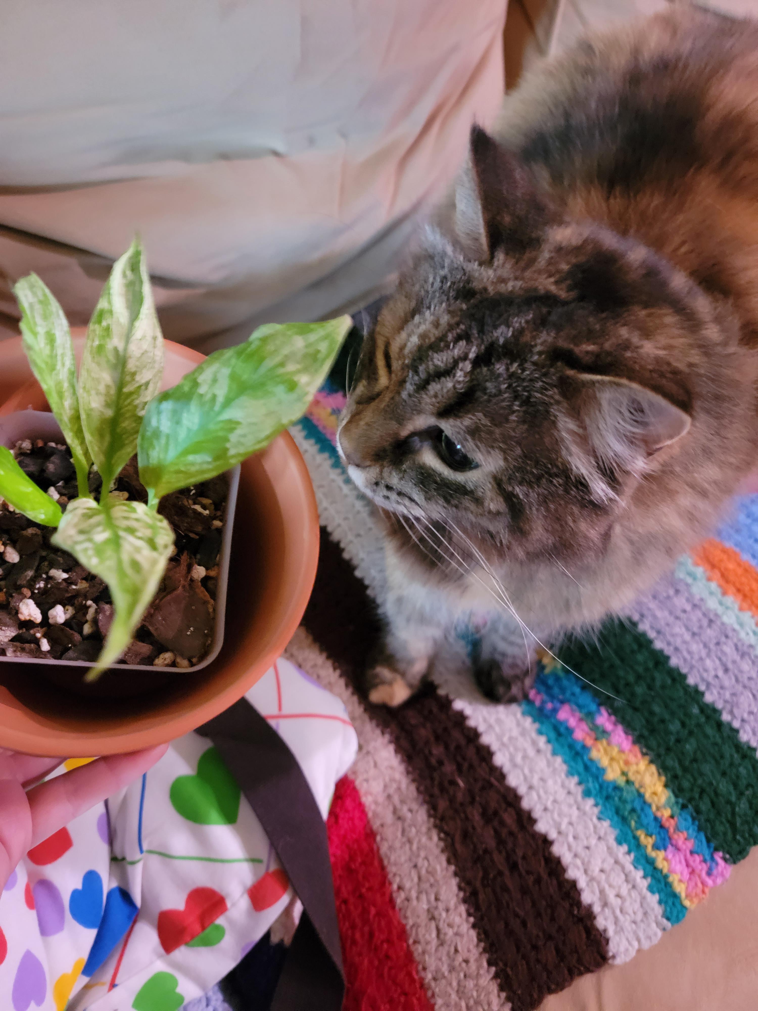 How Toxic Is Peace Lily Learn About Peace Lily Toxicity In Dogs