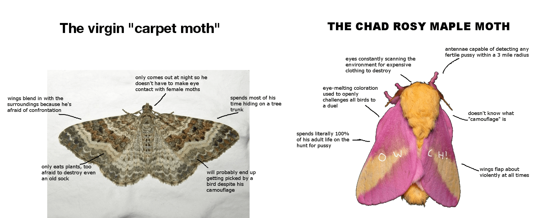 The virgin carpet moth Vs. The chad rosy maple moth r/virginvschad