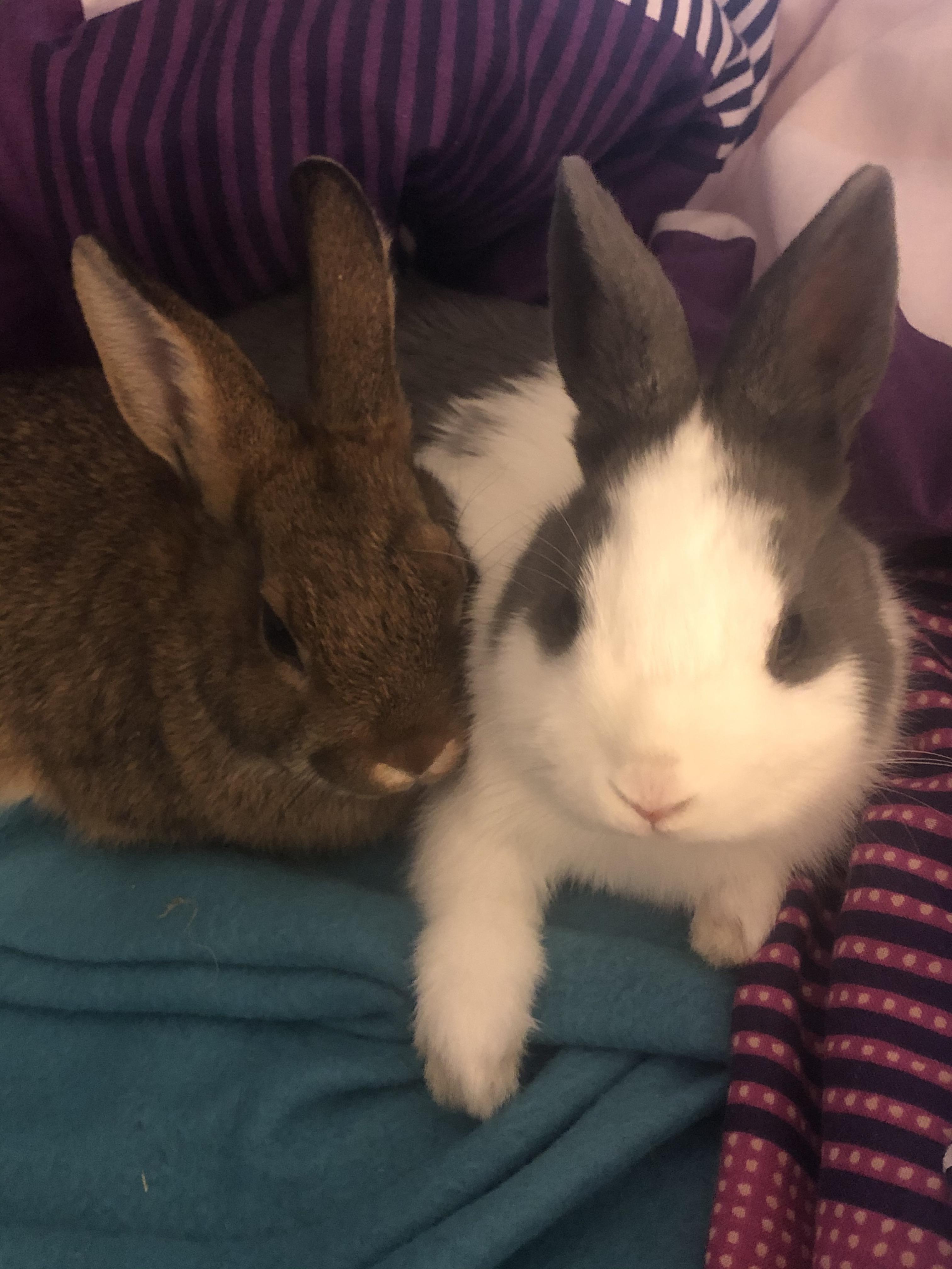 Bunny cuddle time! r/Rabbits