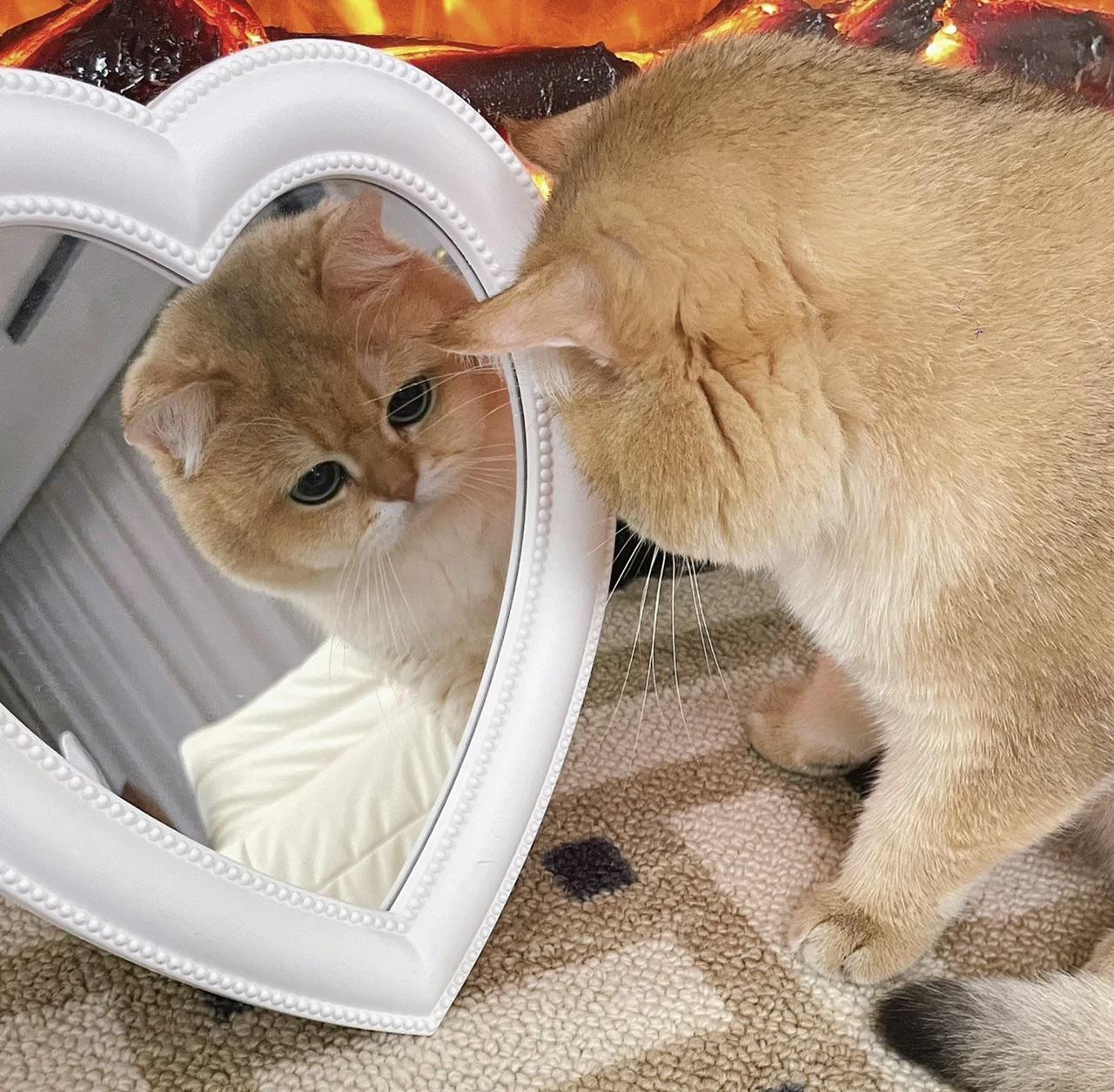 What does she see in the mirror? r/cats