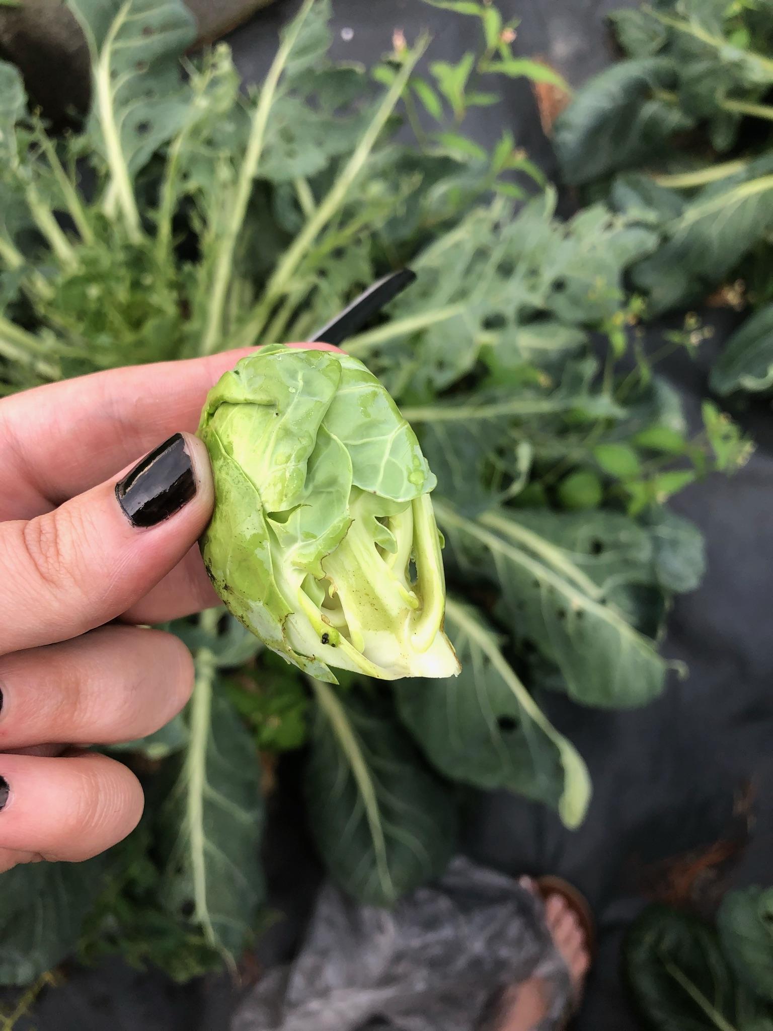 My best friends first brussel sprout of 2018!! She doesn't have Reddit