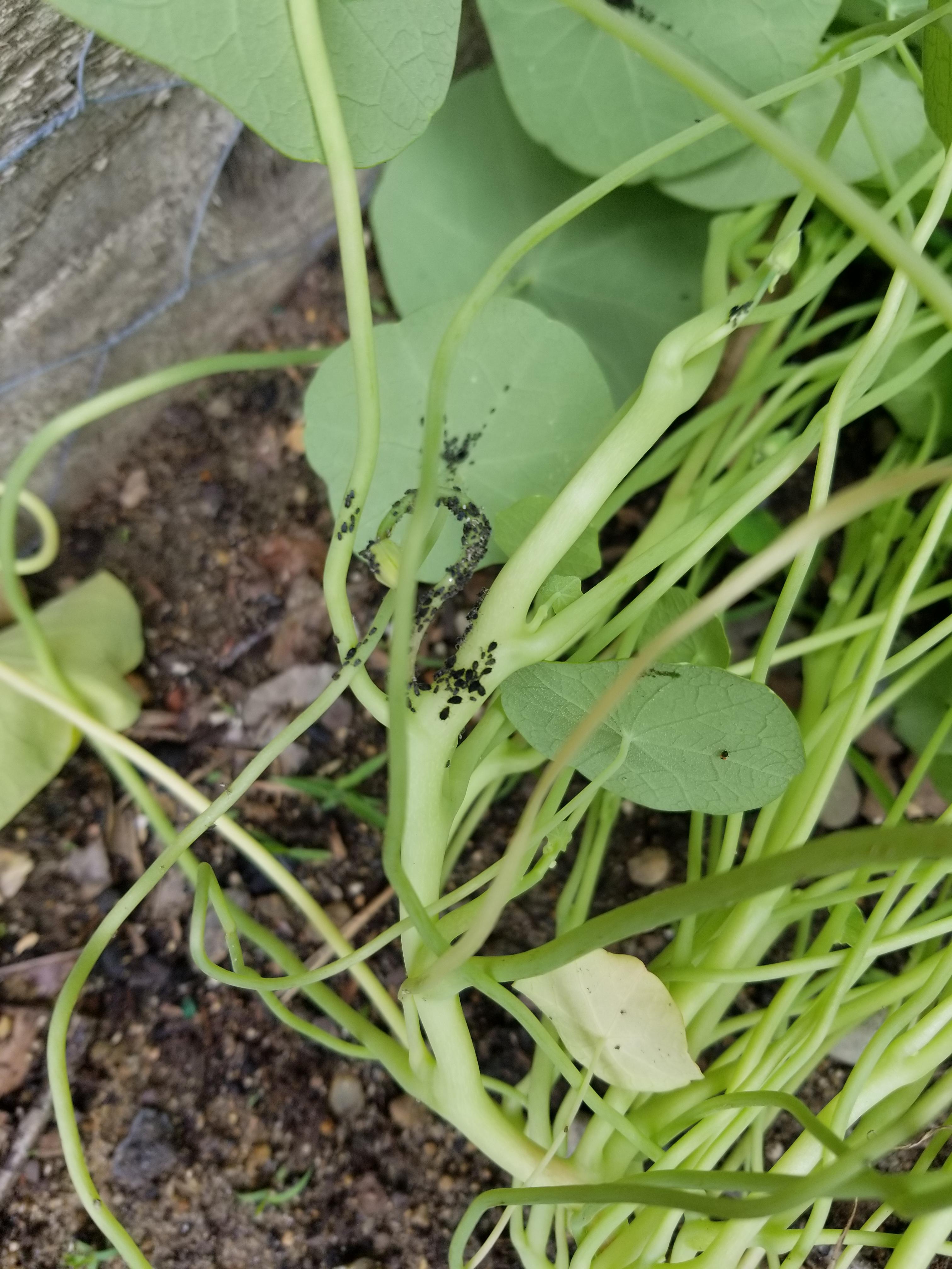What are these tiny black bugs? Found under my nasturtiums in NH. Are