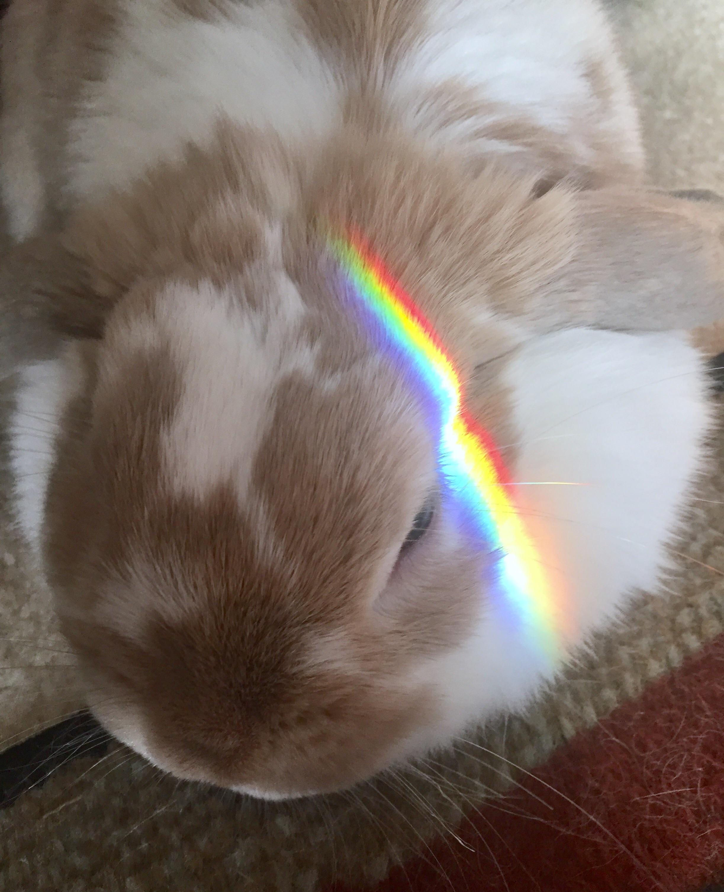 10 best u/tintedpalette images on Pholder Rabbits, Cookie Run