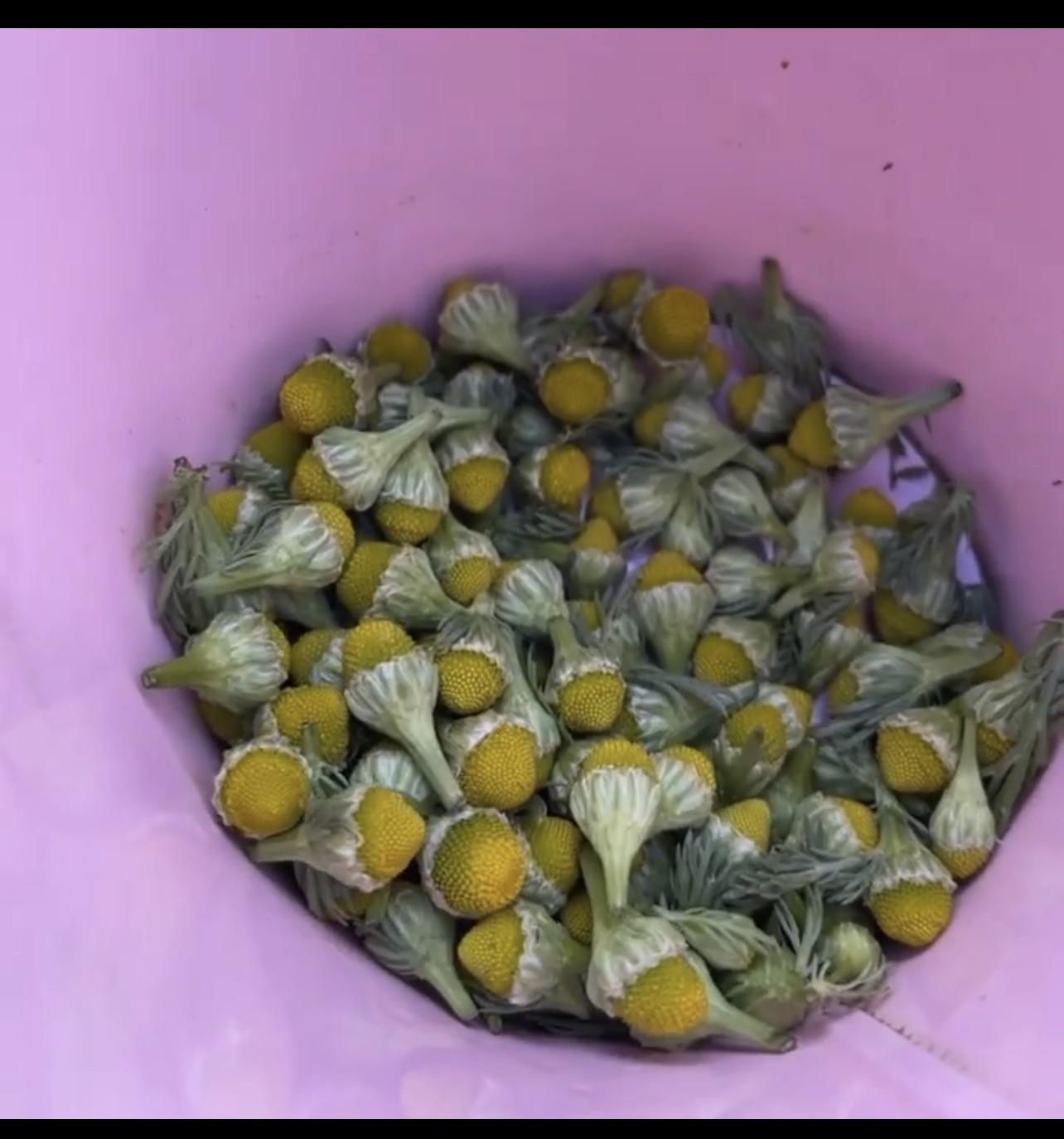 Wildcrafted Pineapple Weed foraging