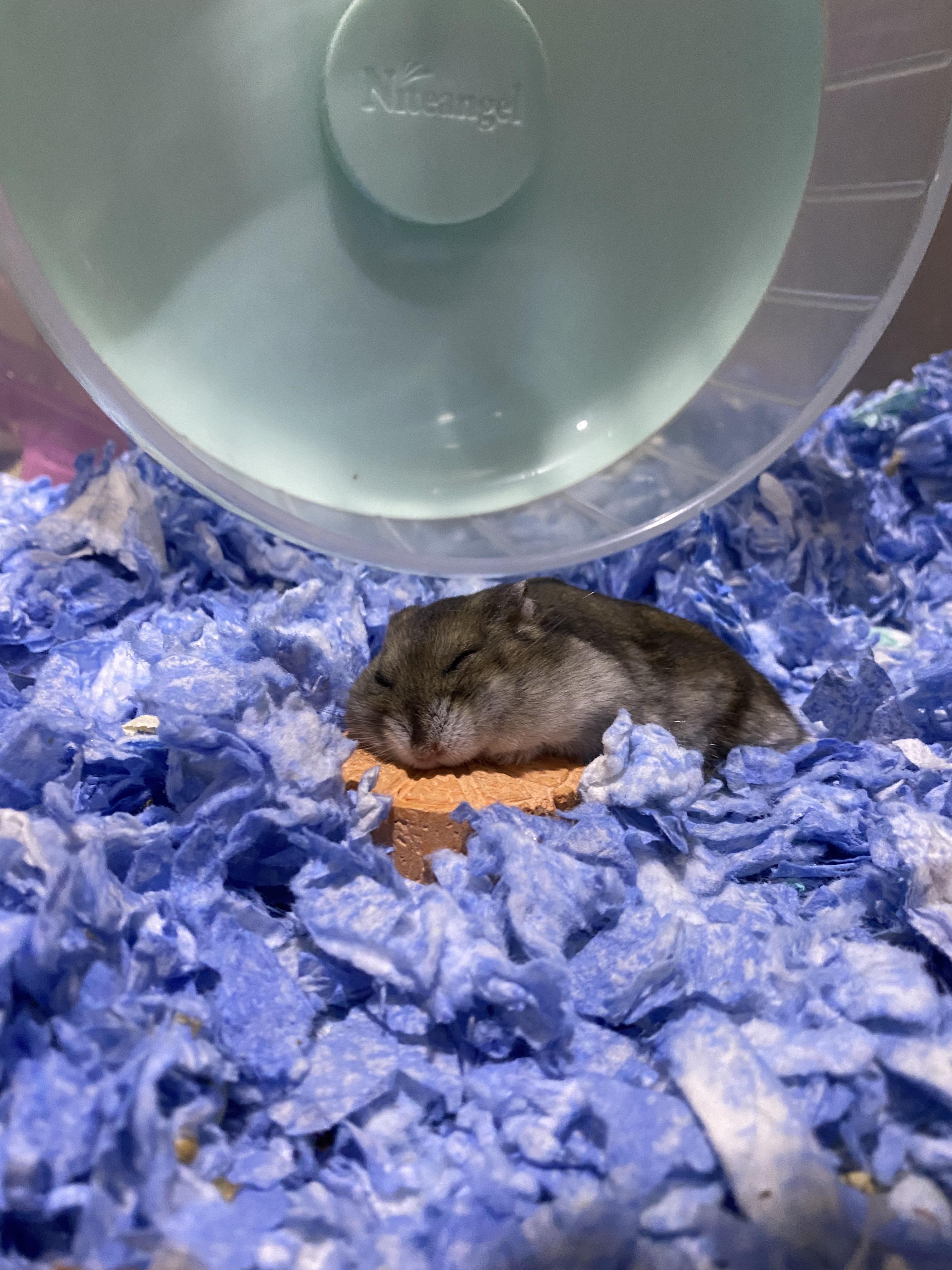 Ah yes pillow. Cooling pads and hideouts bought for him cannot compare