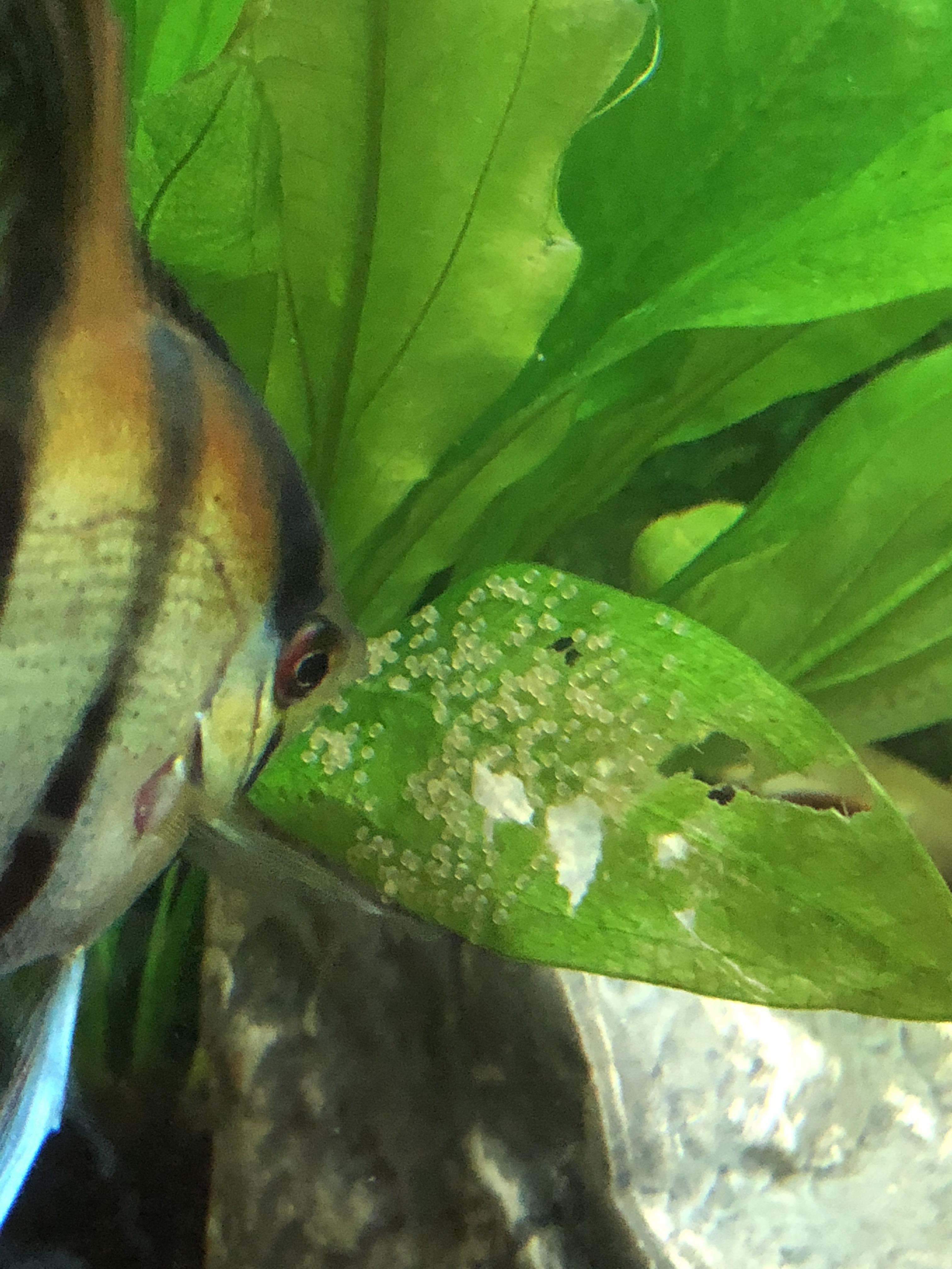 My angelfish paired up and laid eggs for the first time last night