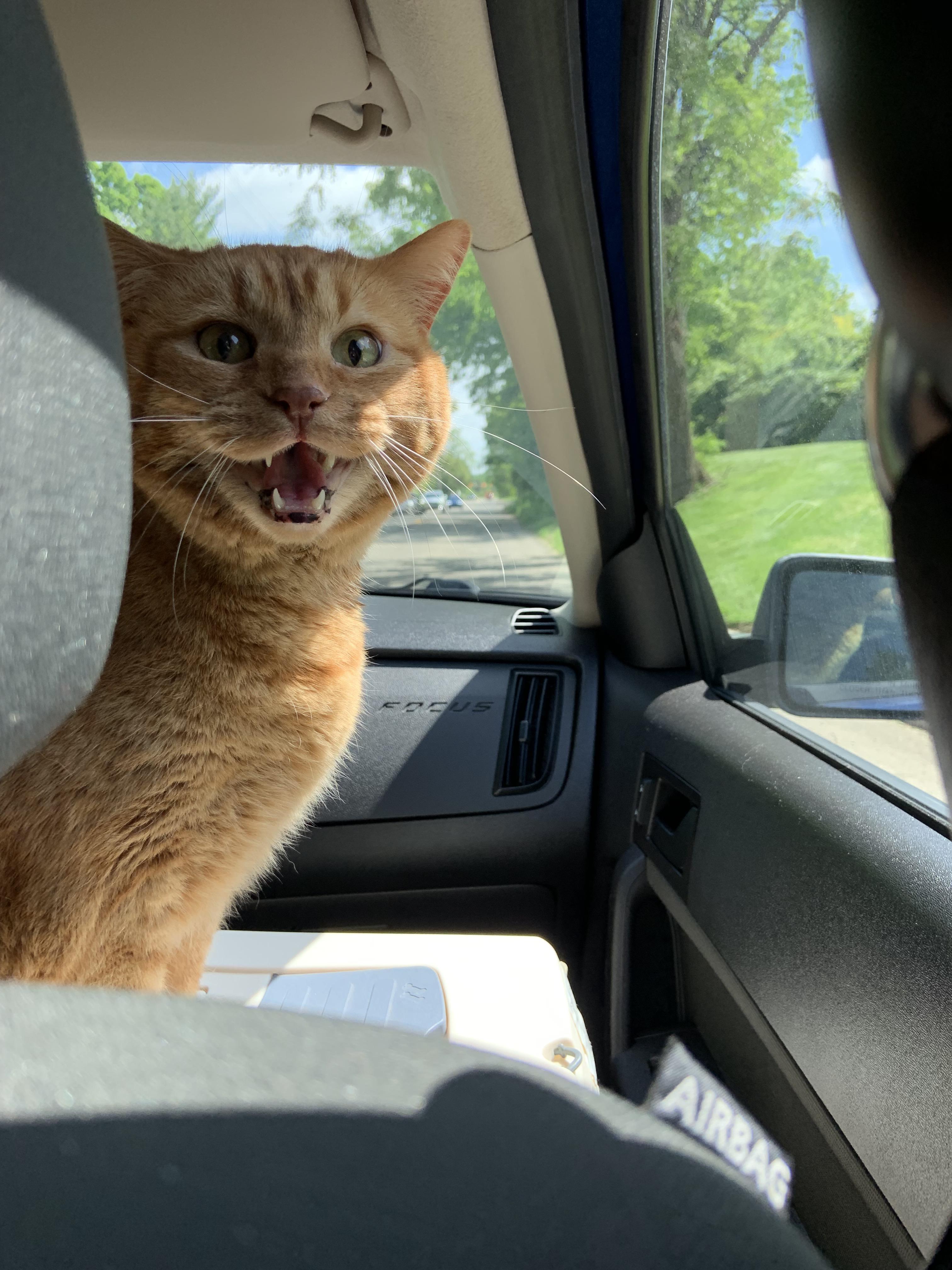 Max is scared of the car r/teefies