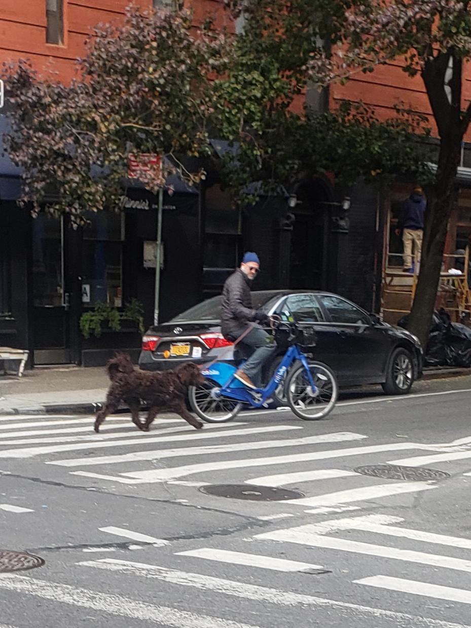Please don't run your dog in the road from your bike. I hate seeing