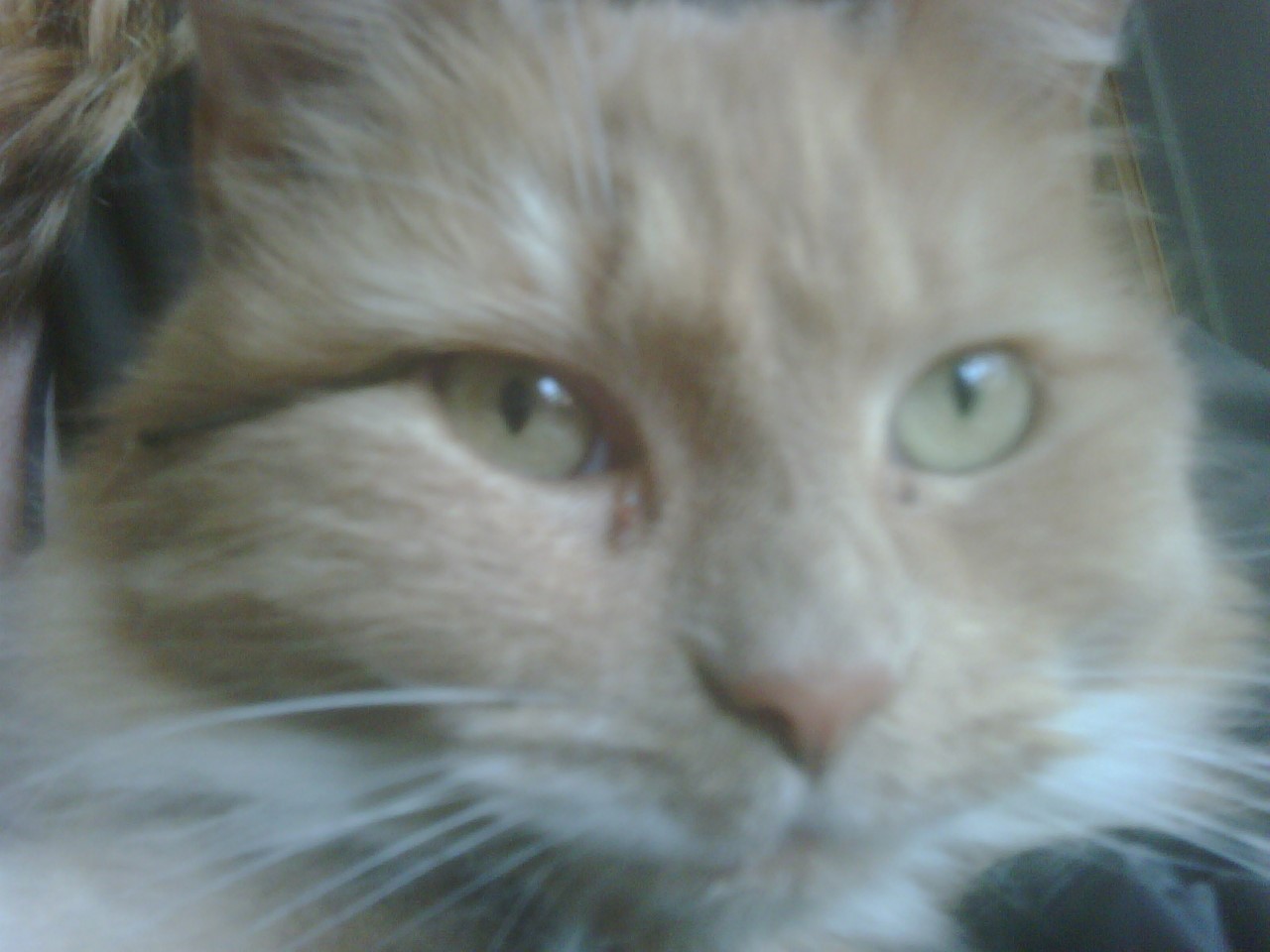 My cat got a fishing hook stuck in her eye r/mildlyinteresting