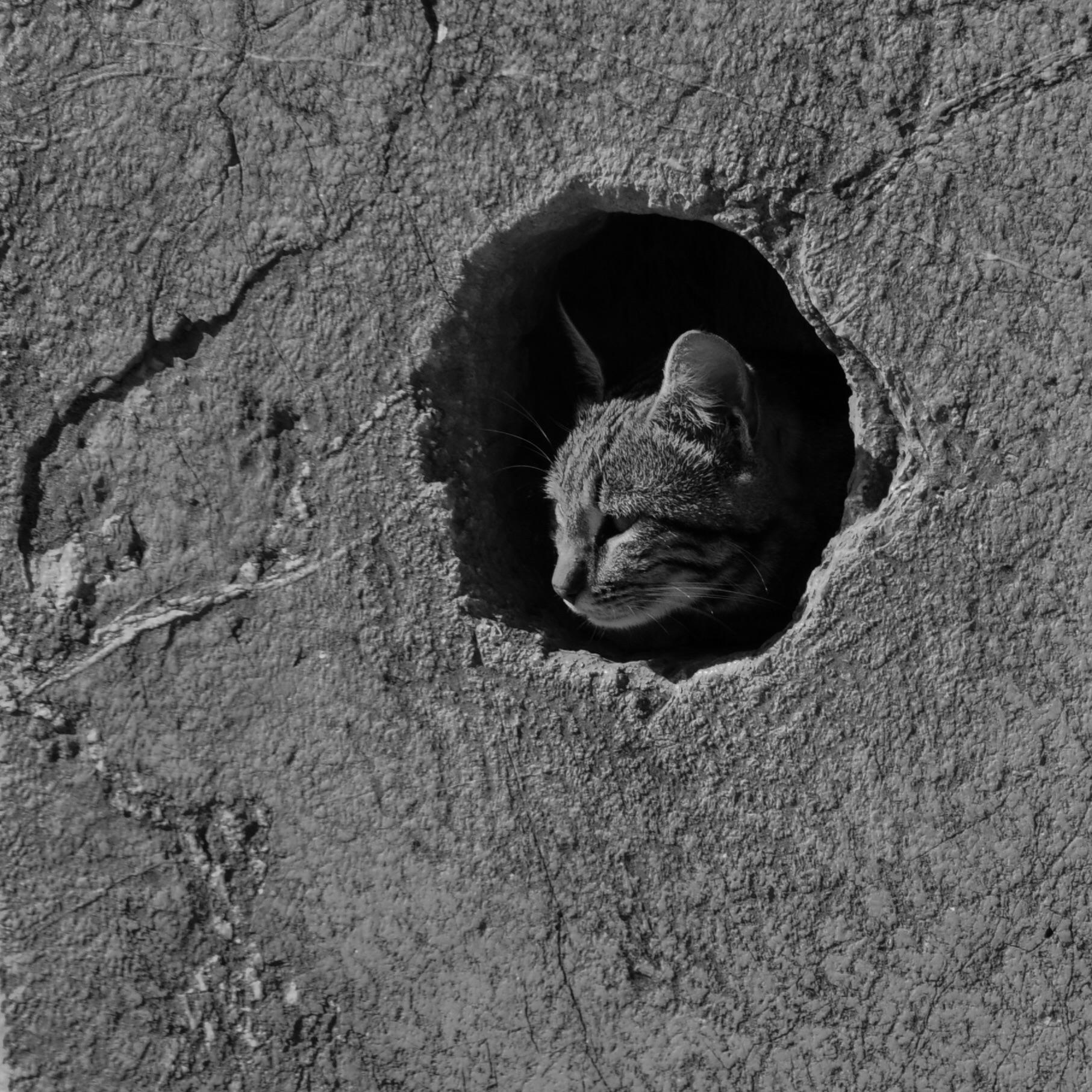 A cat in a hole r/catpictures