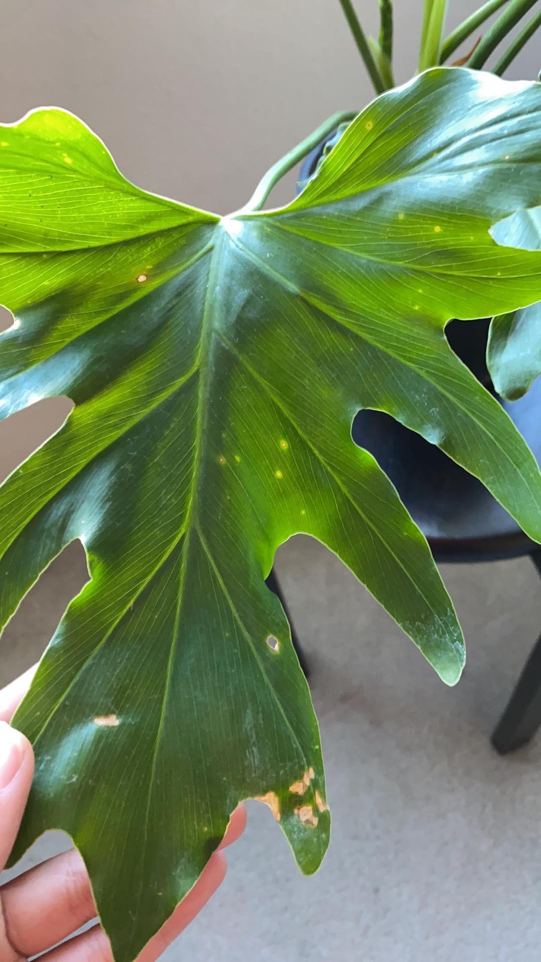 Brown Spots On Philodendron Leaves