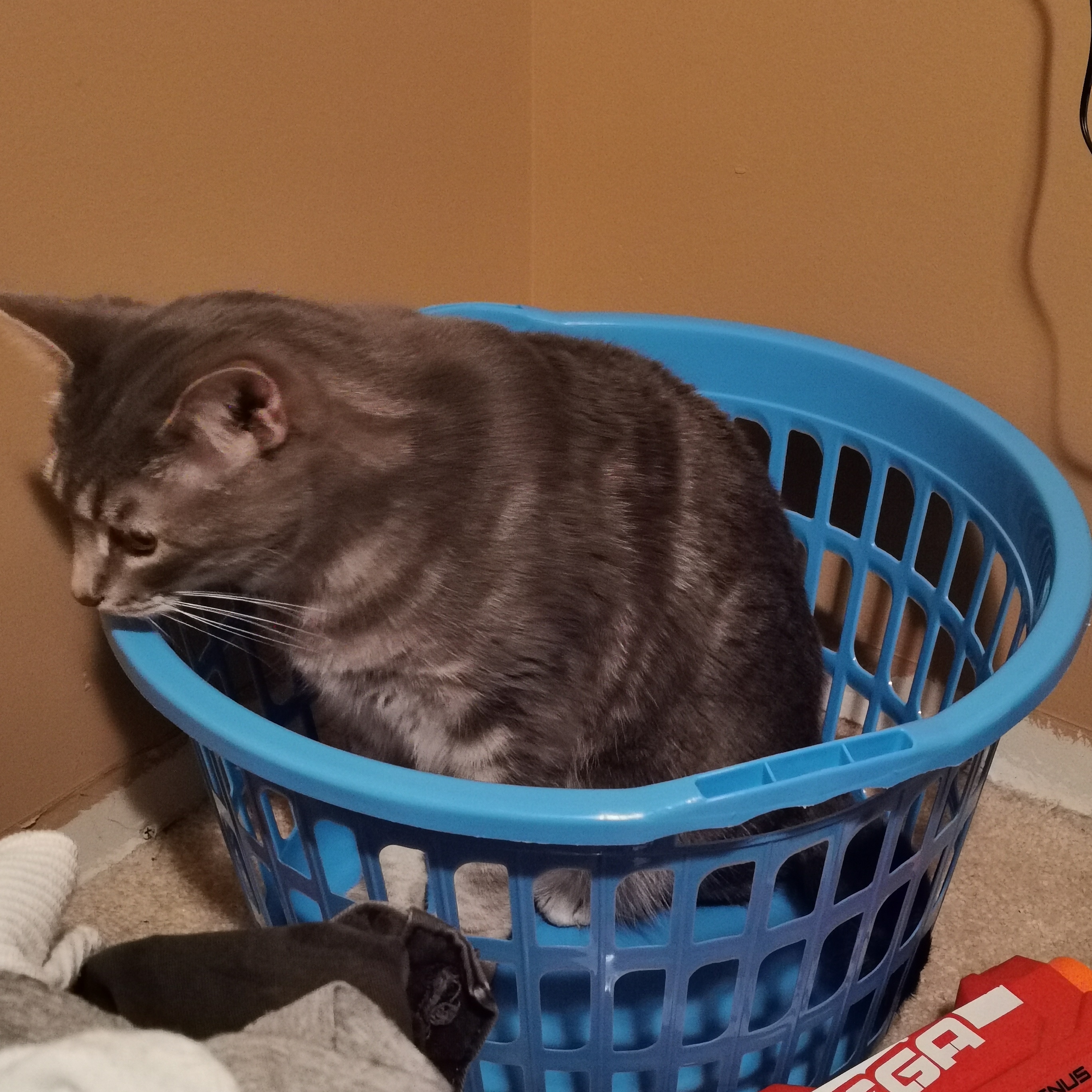 Chonky cat in a laundry basket. r/aww