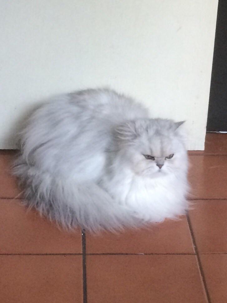 An angry cotton ball r/cats