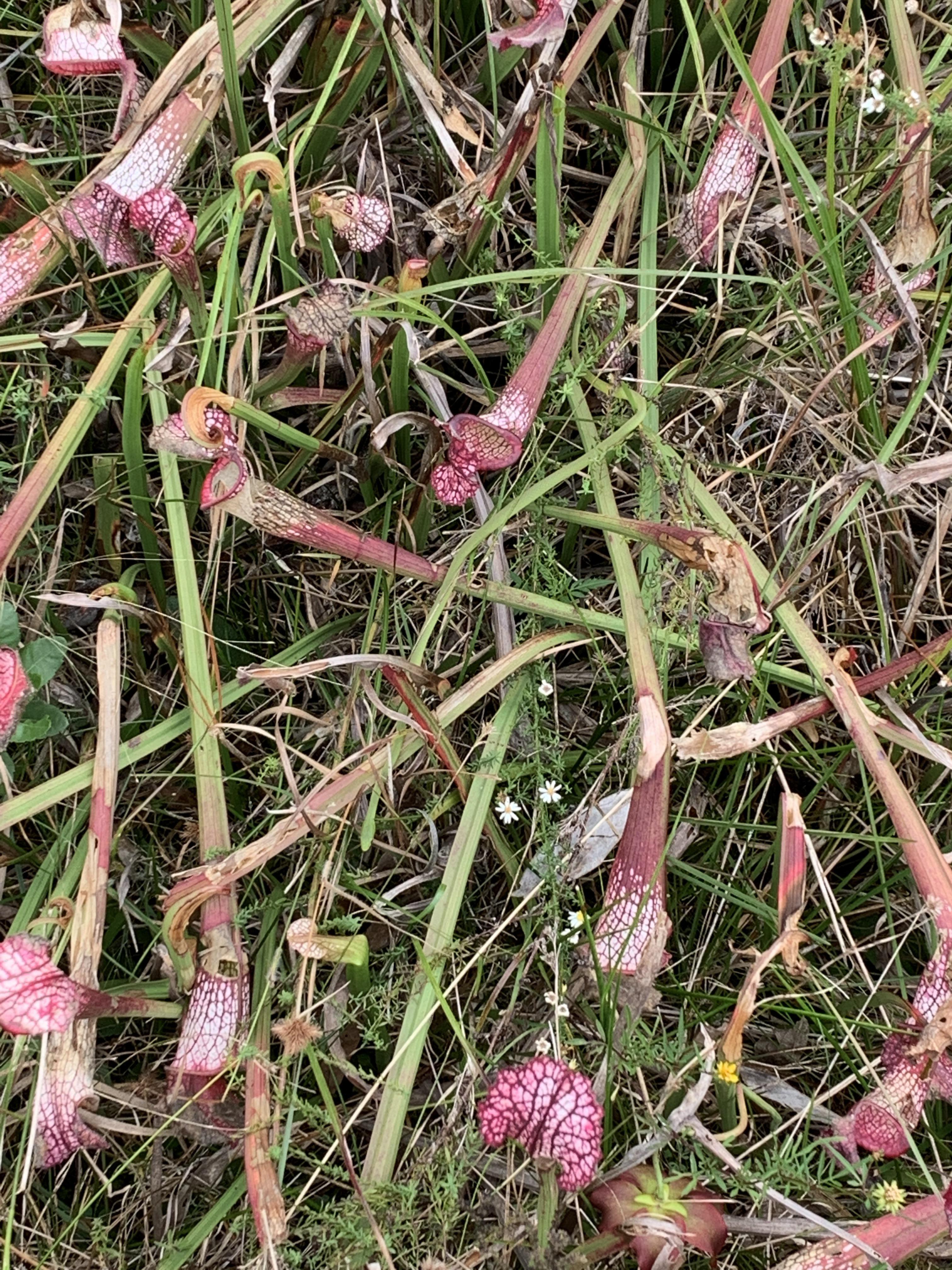 Spot the snake! Weeks Bay pitcher plant bog, Barnwell, AL. r/Alabama