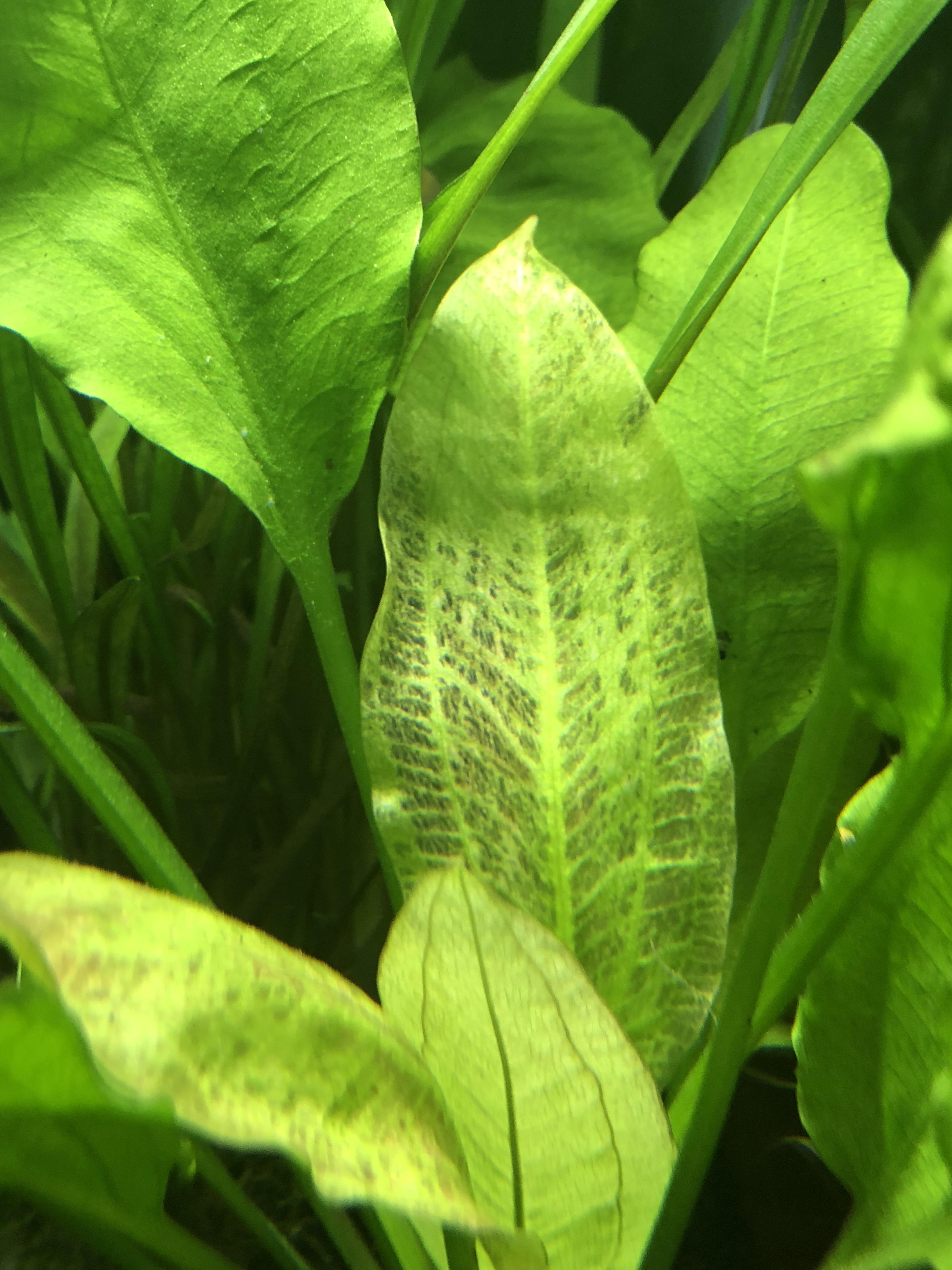 Are my plants getting too much, or too little light for this to start