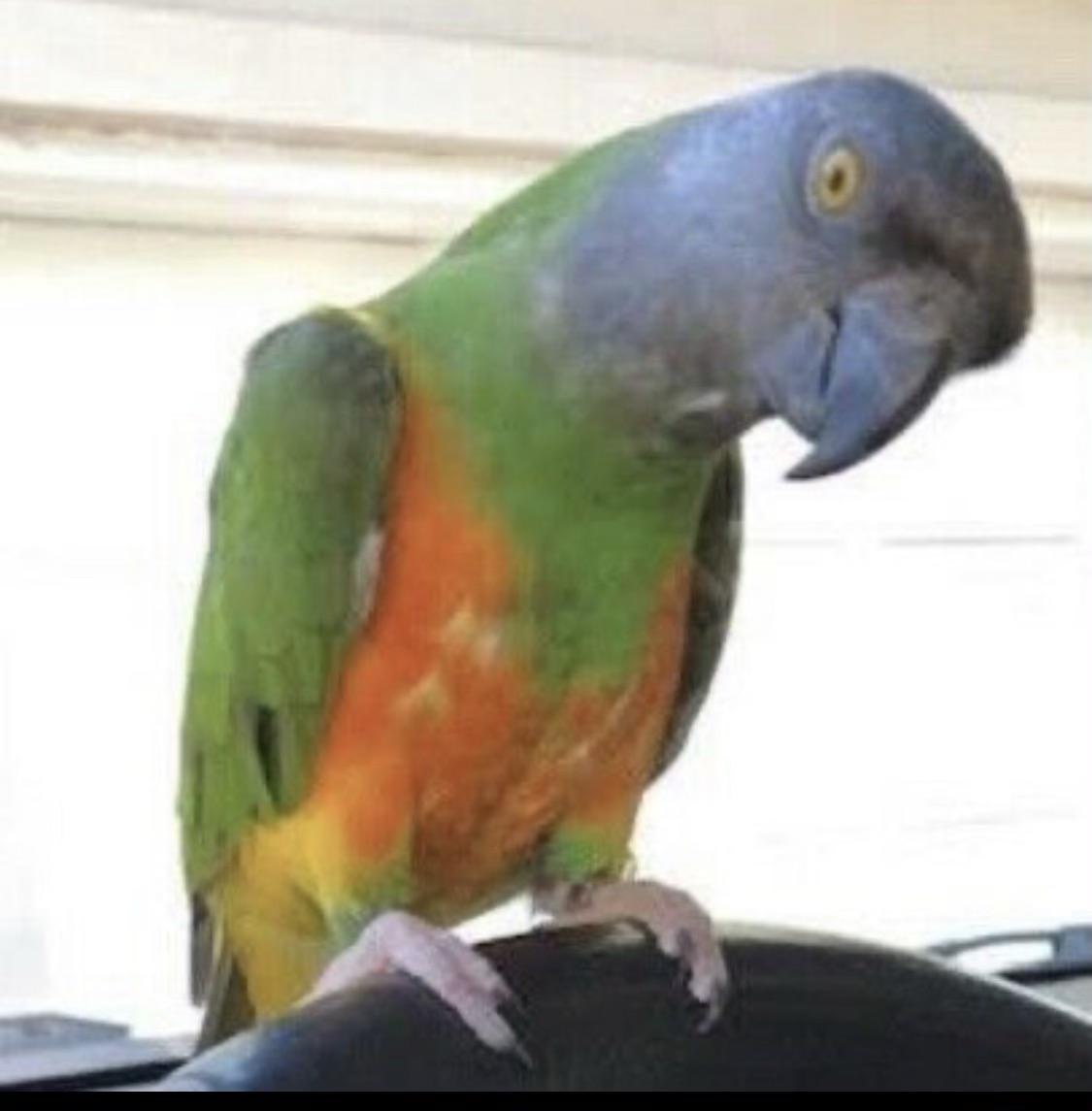 Lost bird Blackburn Hamlet r/ottawa