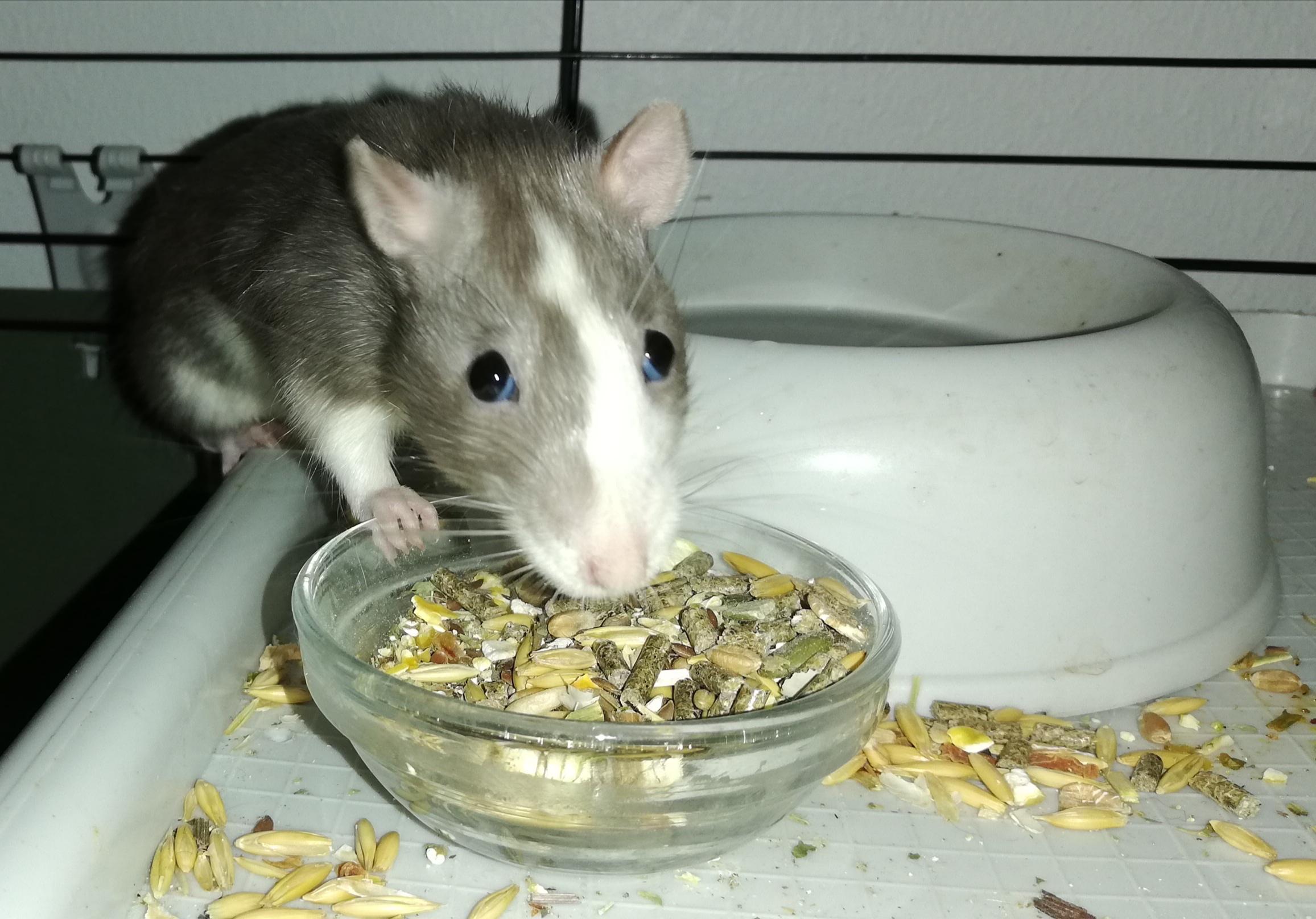 Messy munchies r/RATS