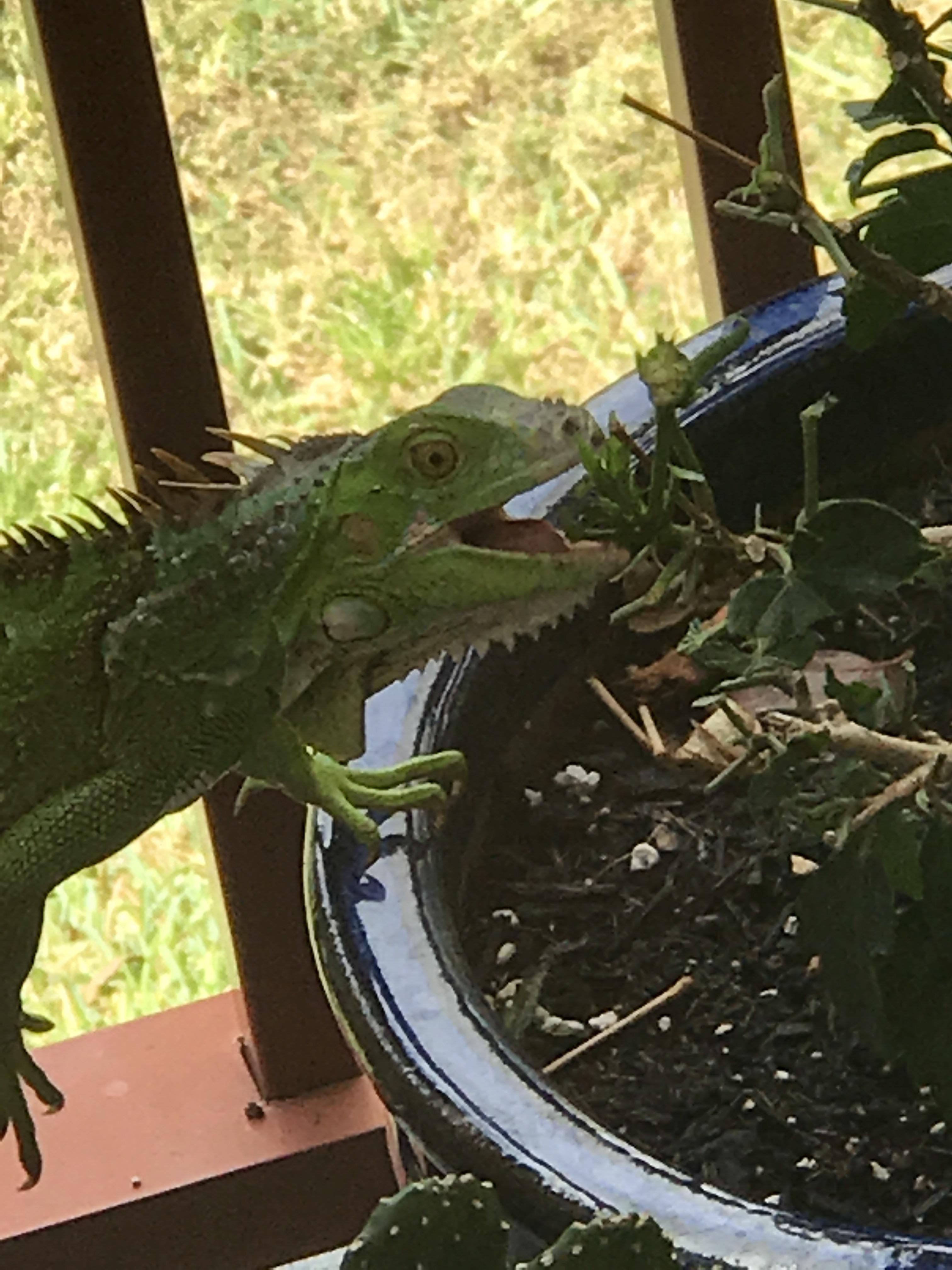 Any advice on keeping the Green Lizards/ Iguanas away from our Hibiscus