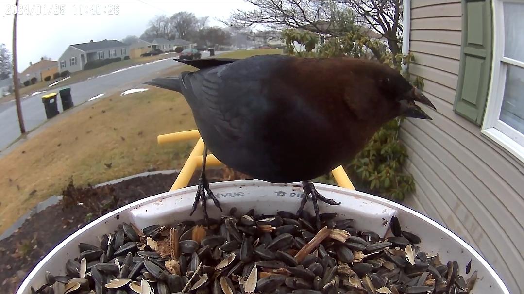 107 best r/birdfeeding images on Pholder Rosebreasted grosbeaks came