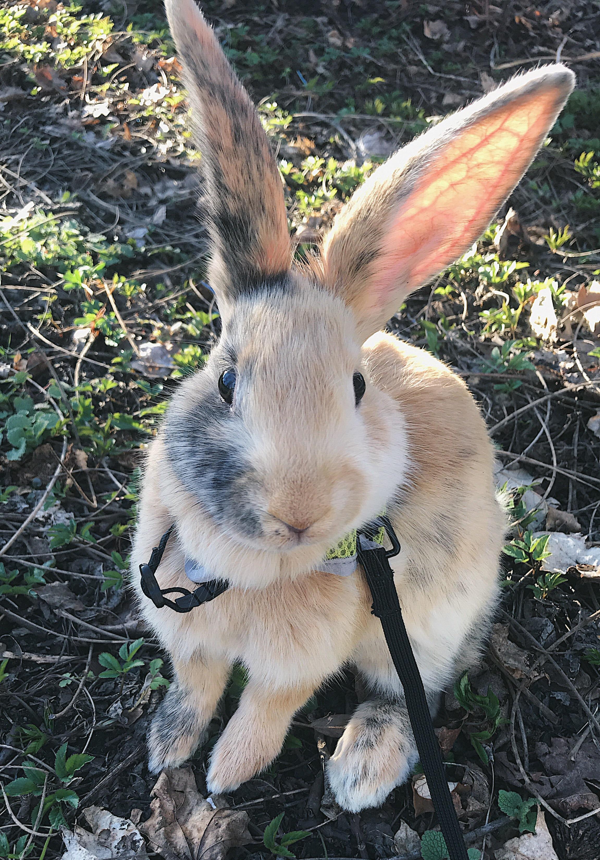 Meet Basil the Bunny 🌿 🐇 r/Rabbits