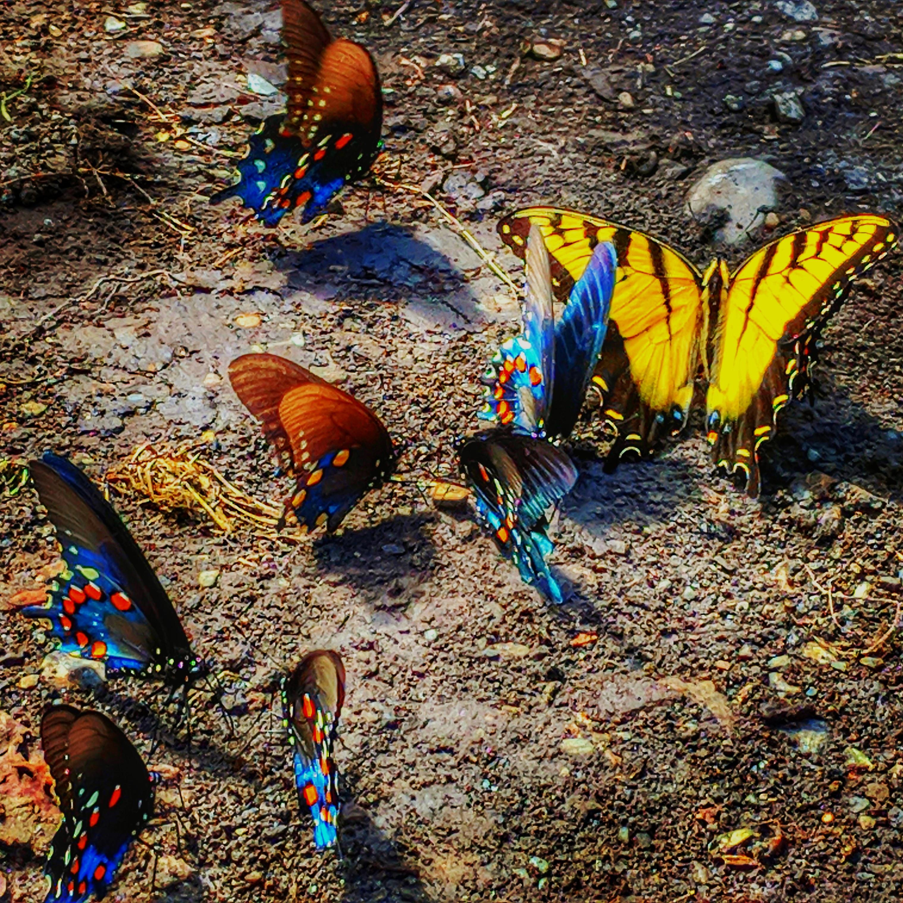 Came across an interesting gathering of butterflies at Smoky Mountain