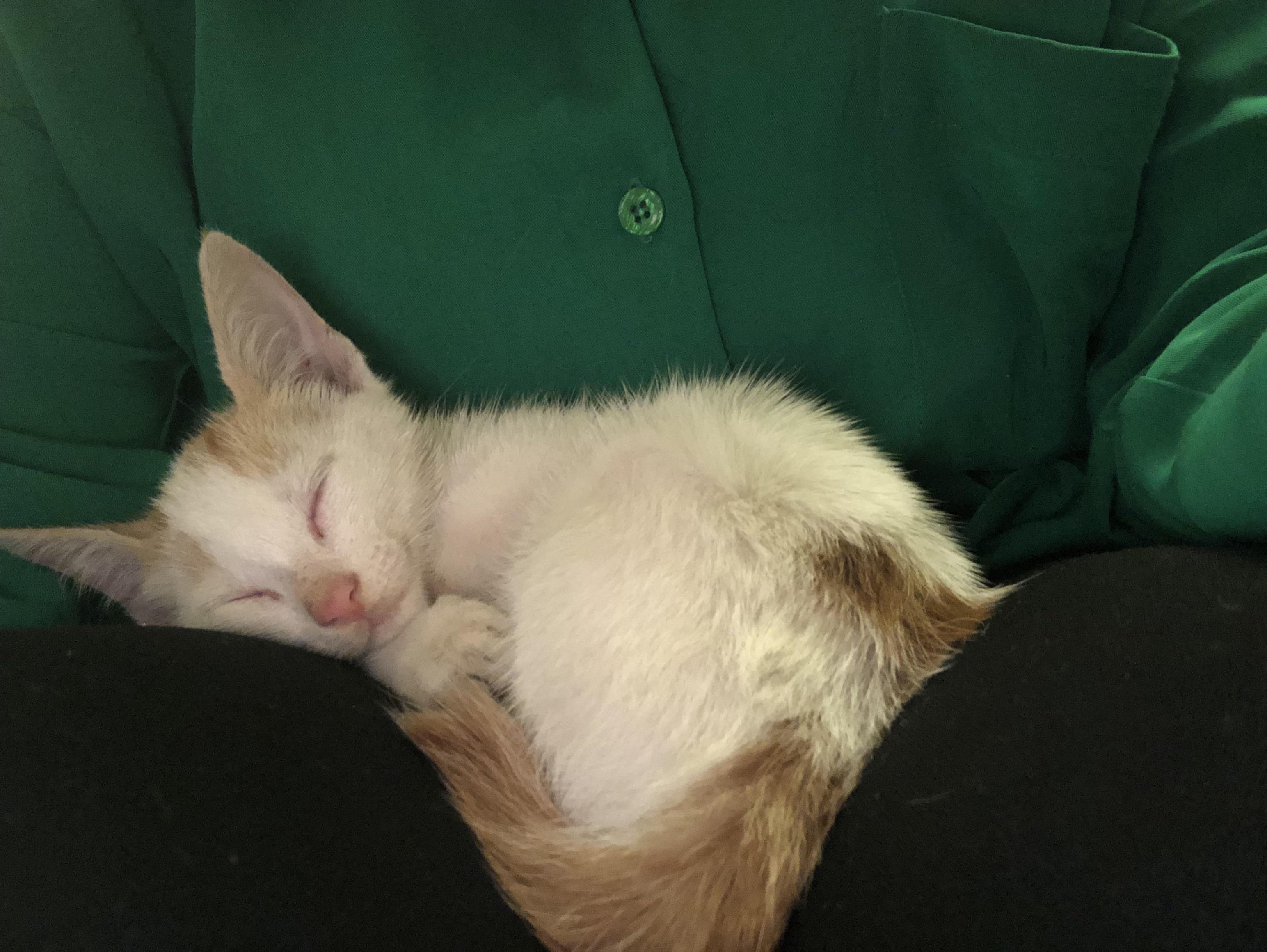 stray kitten with red outline around her eyes, what is it?( r/Kitten