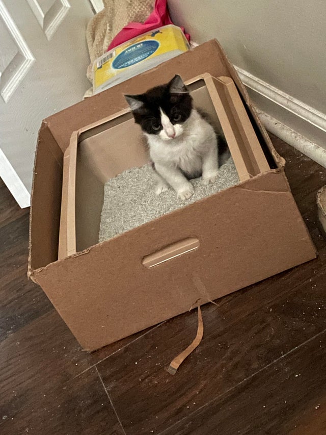PsBattle Kitten pooping