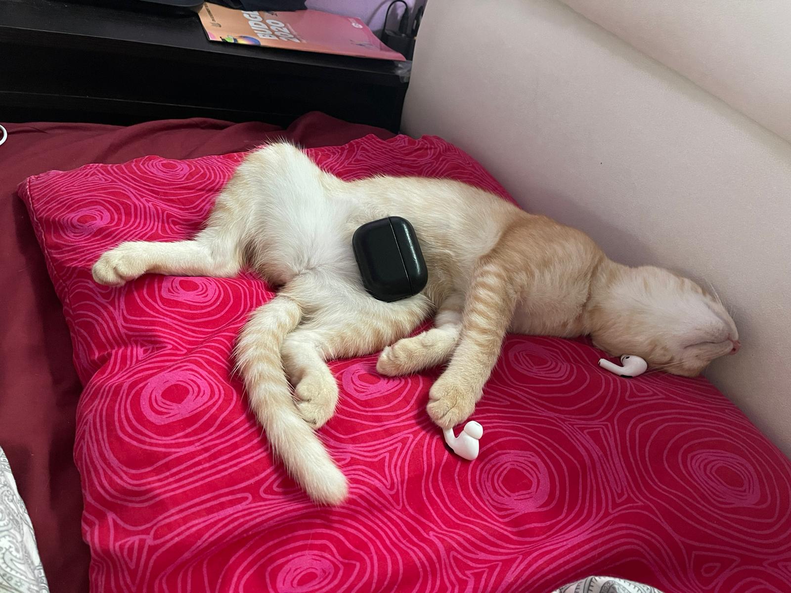 I've bought my cat Airpods Pro, she fell asleep while listening to Katty Perry, I think she