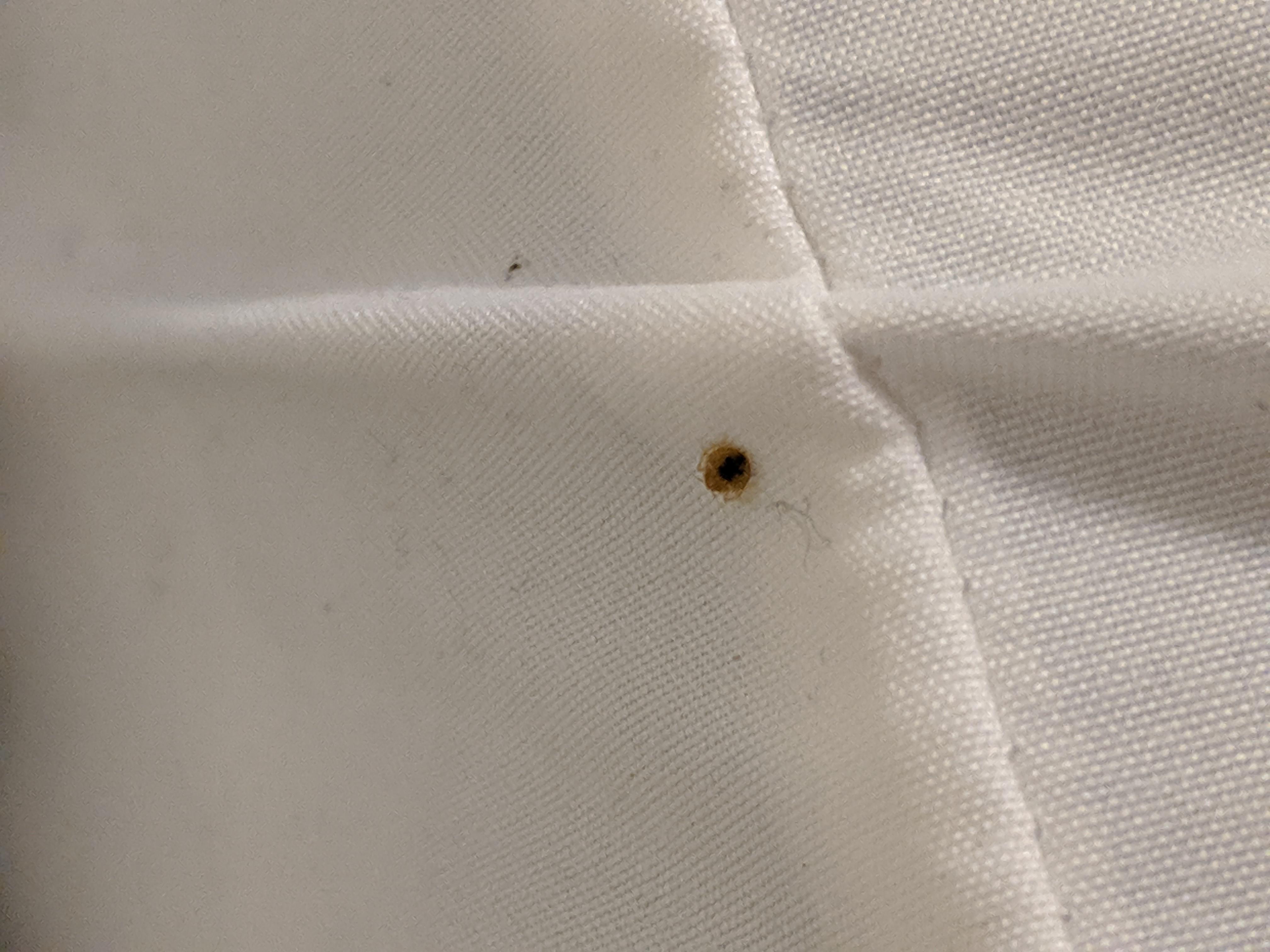 Is this a bed bug? Found a bunch of them this size or smaller on
