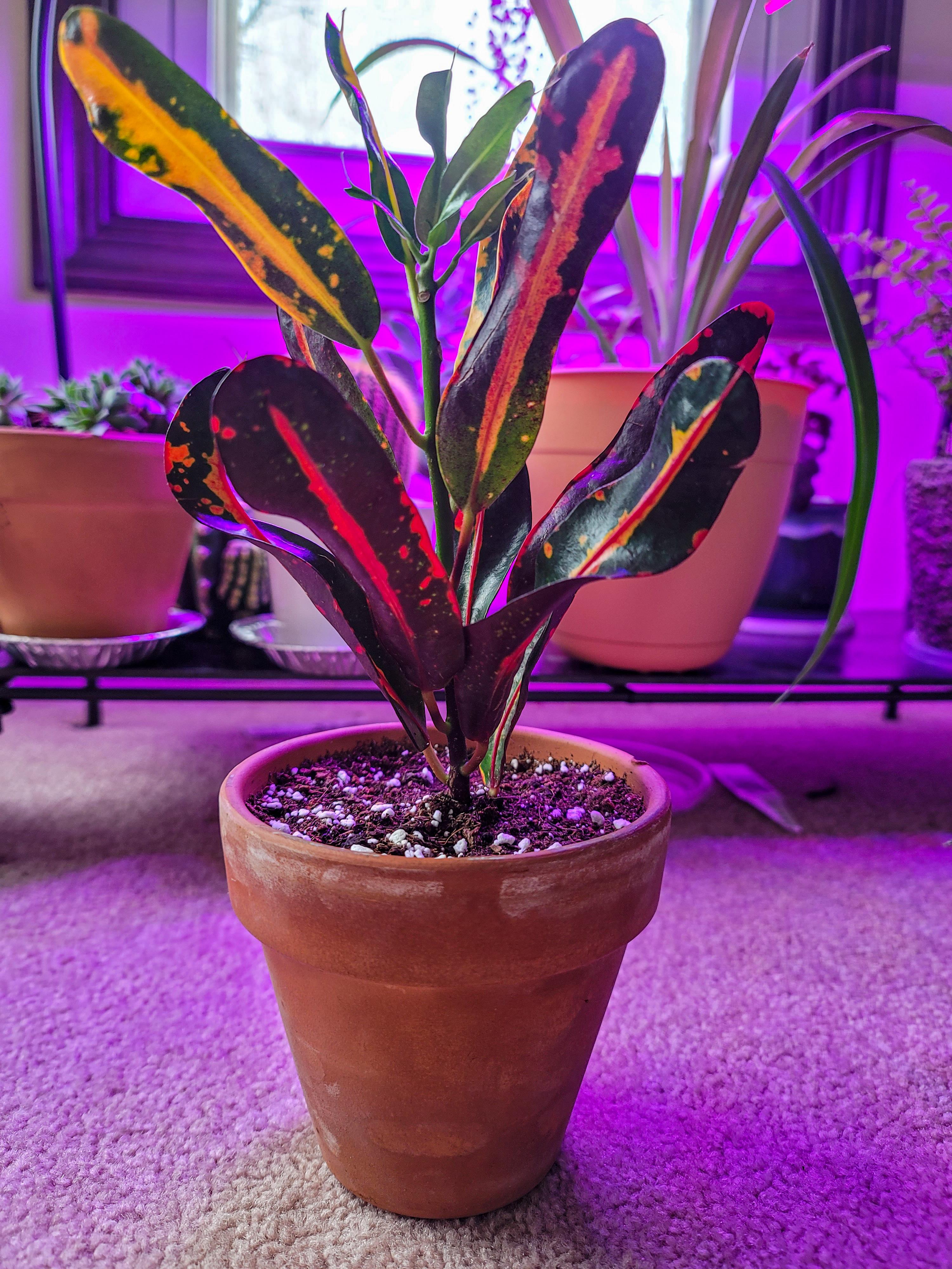 Can you hand paint terracotta pots? Or will the paint leach through the