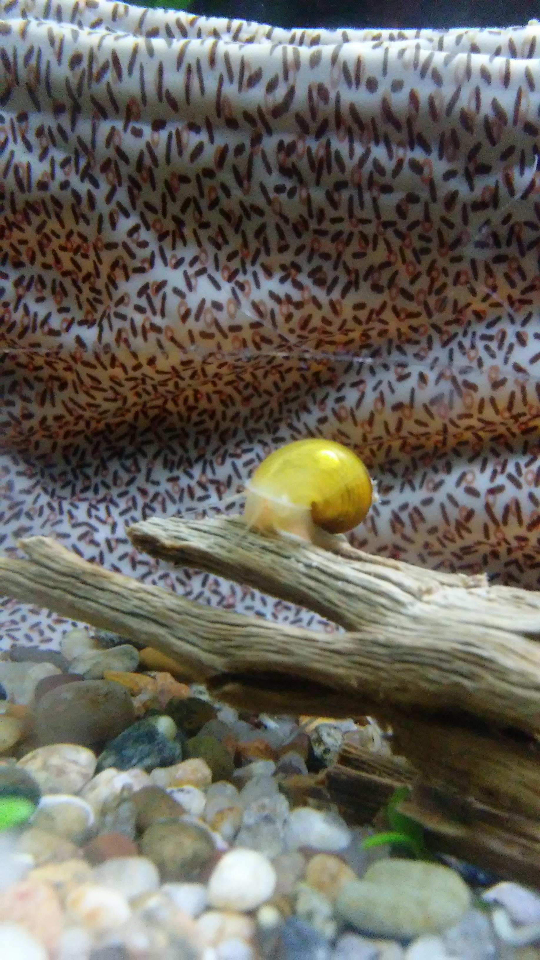 Baby Mystery Snails From First Clutch Are Looking Beautiful r/AquaticSnails