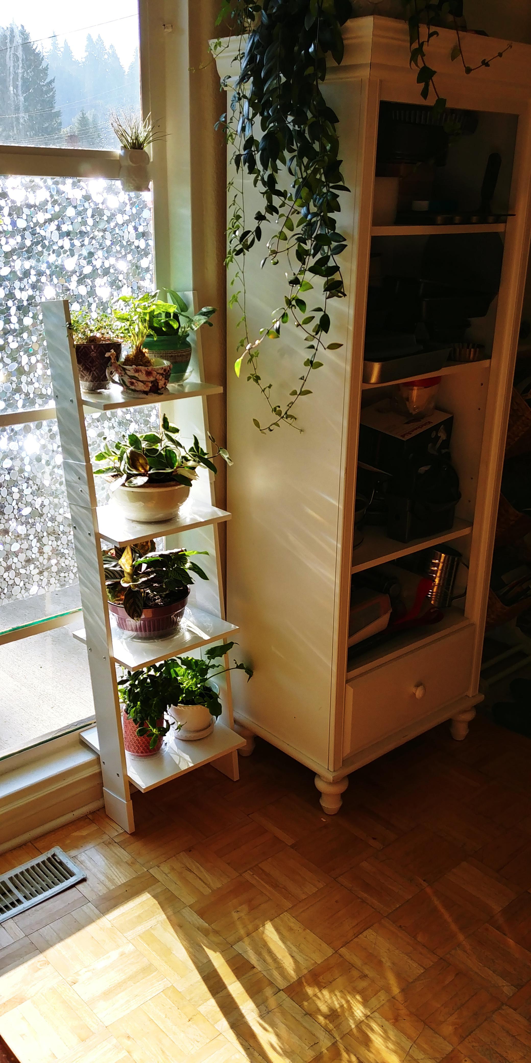 Plant shelfie! Just set this little ladder shelf up yesterday, and I'm