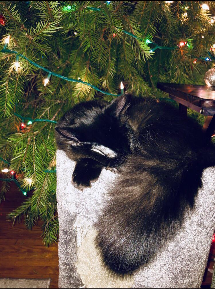 Bottlebrush Christmas edition r/bottlebrush