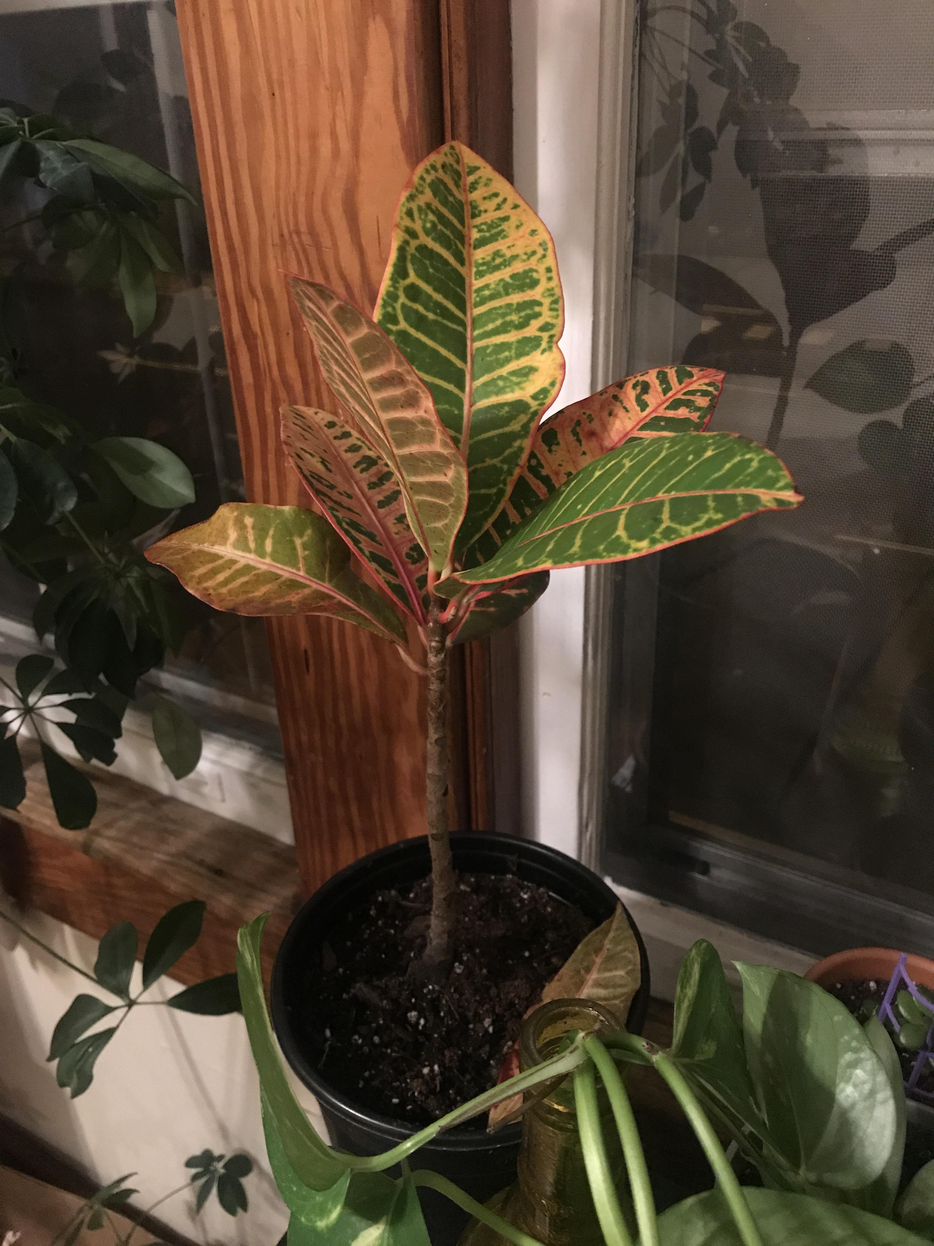 What does this Croton need? It keeps dropping leaves and it’s not