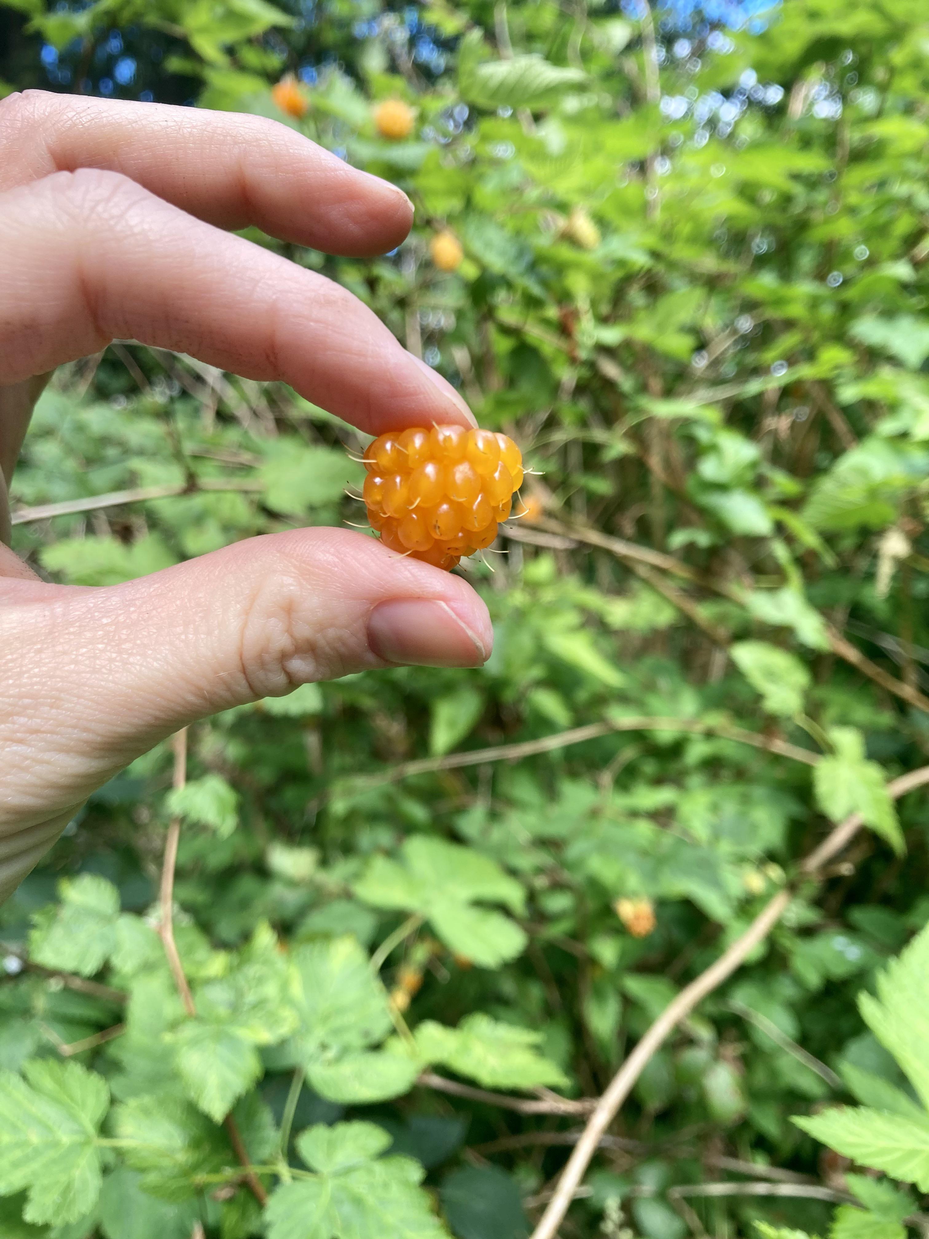 Tried my first Salmonberry today r/StardewValley