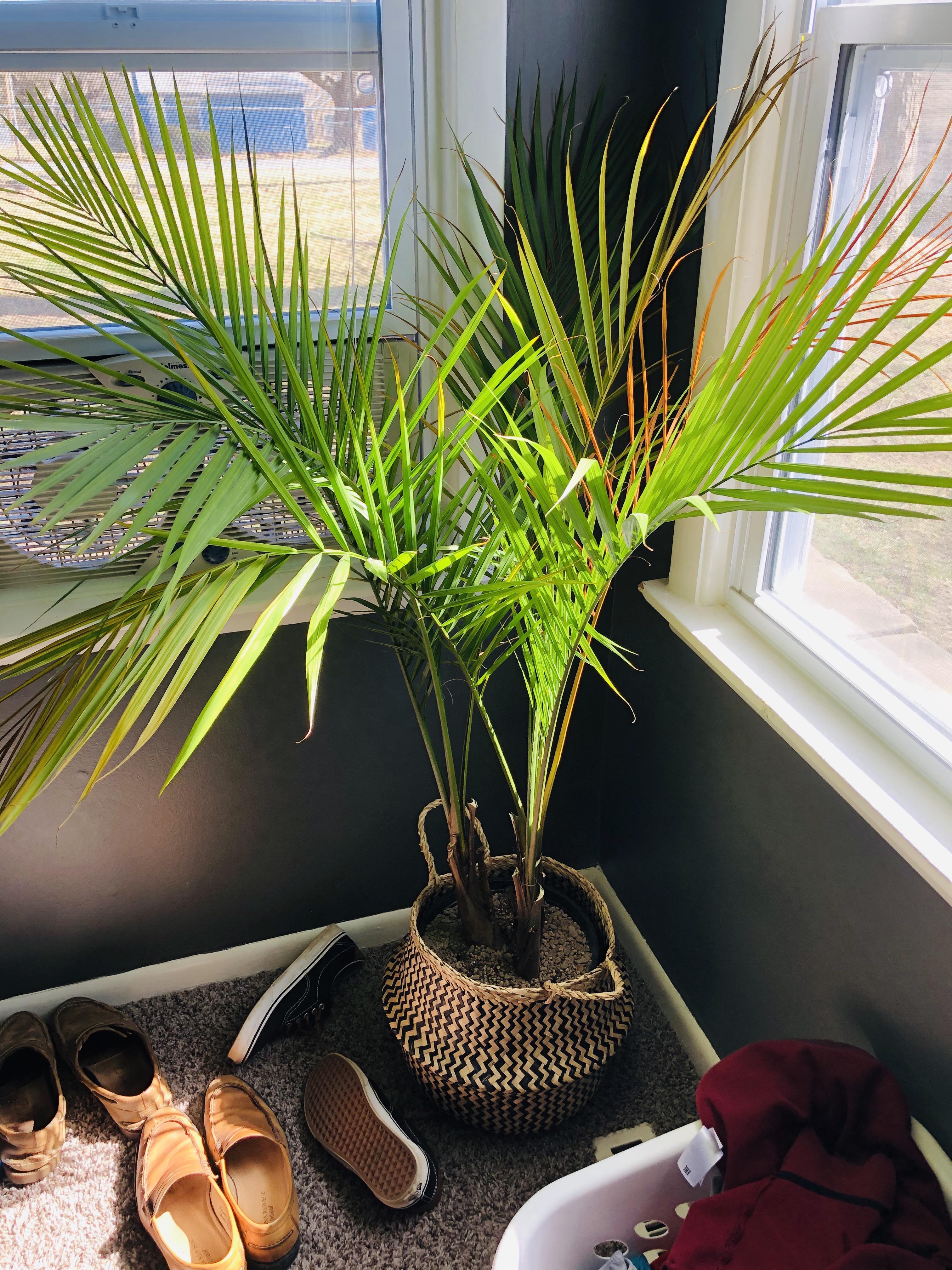 Majesty Palm Is she dying?! Showing symptoms of inadequate light, too