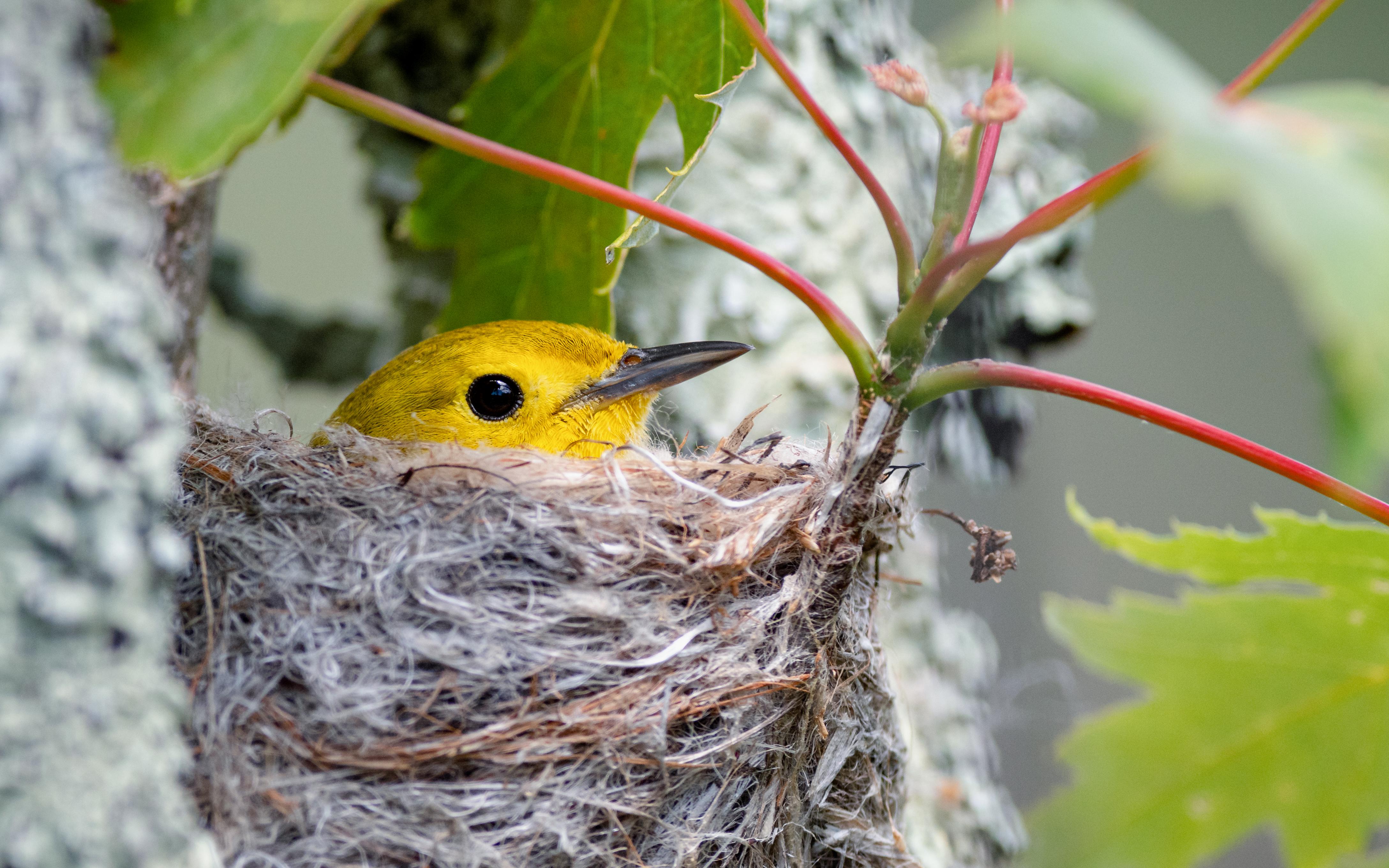 Yellow Warbler sitting on her nest. Missisquoi National Wildlife Refuge