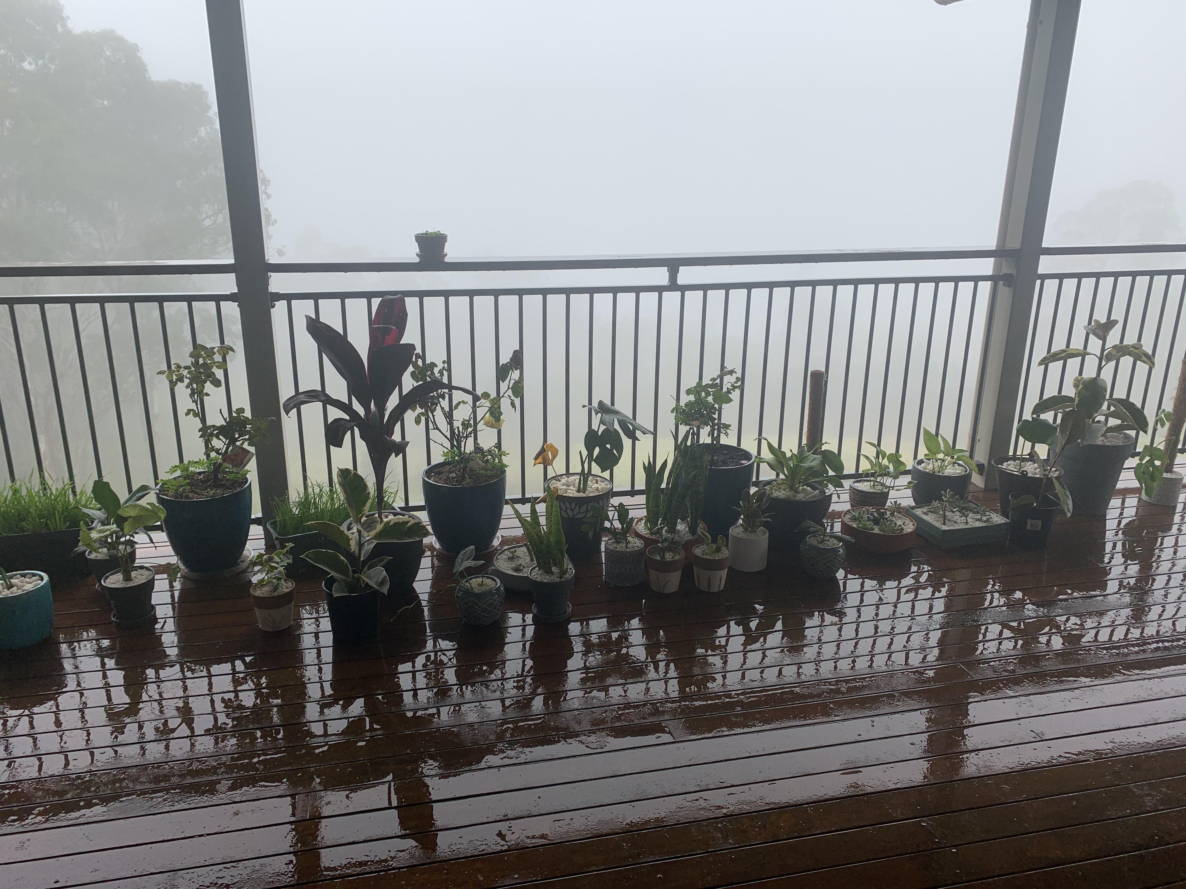 I couldn’t resist the misty rain on watering day! r/houseplants