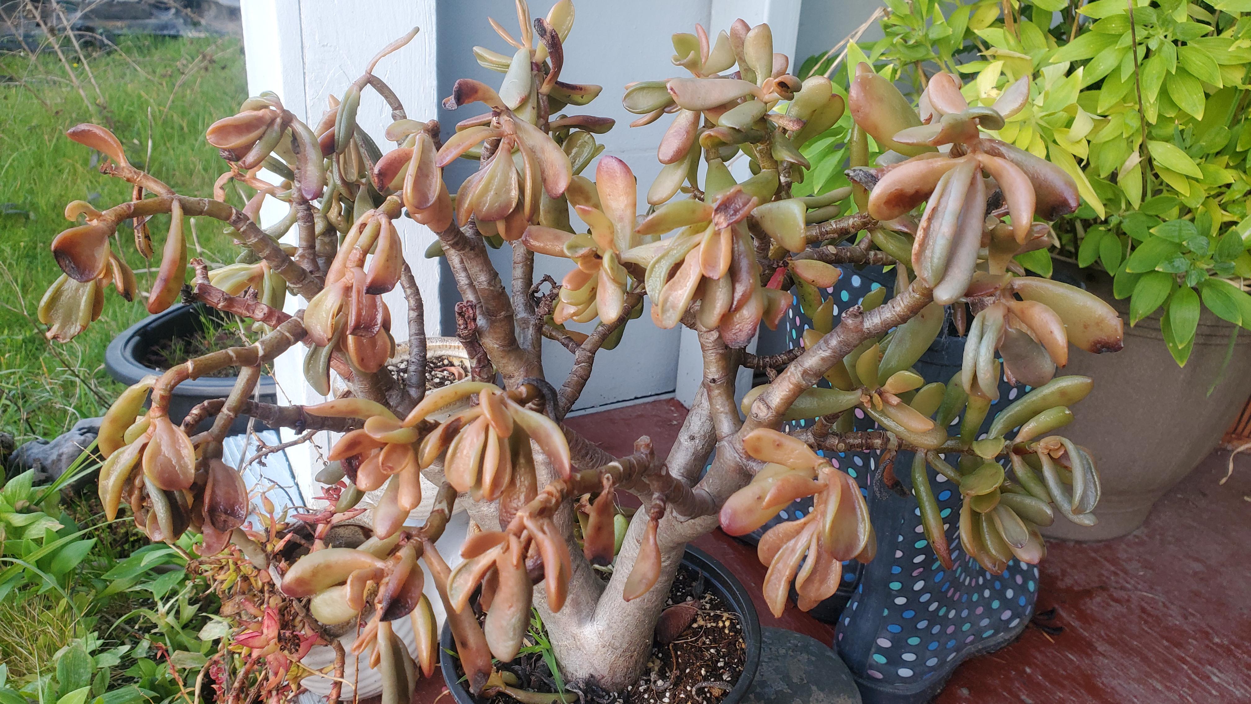 Frost got my jade plant. All leaves dead and squishy. Will it grow back