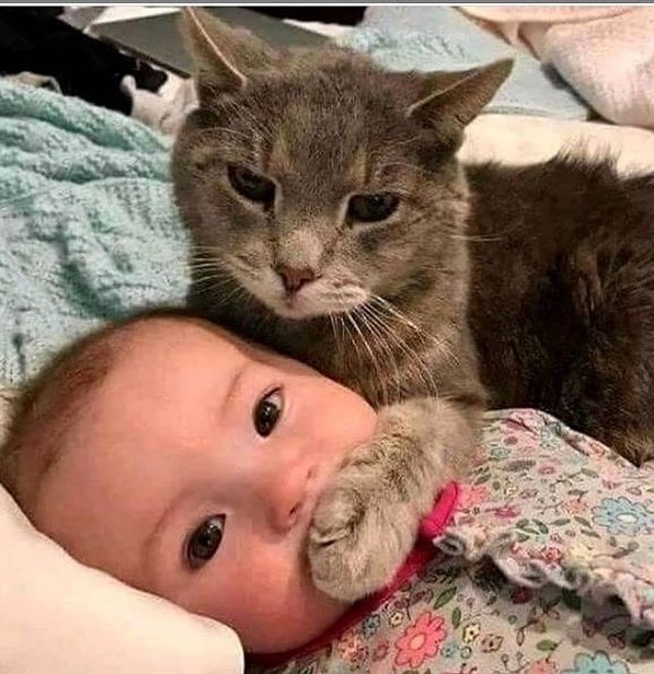 SILENCE PLEASE!!! )) r/cats