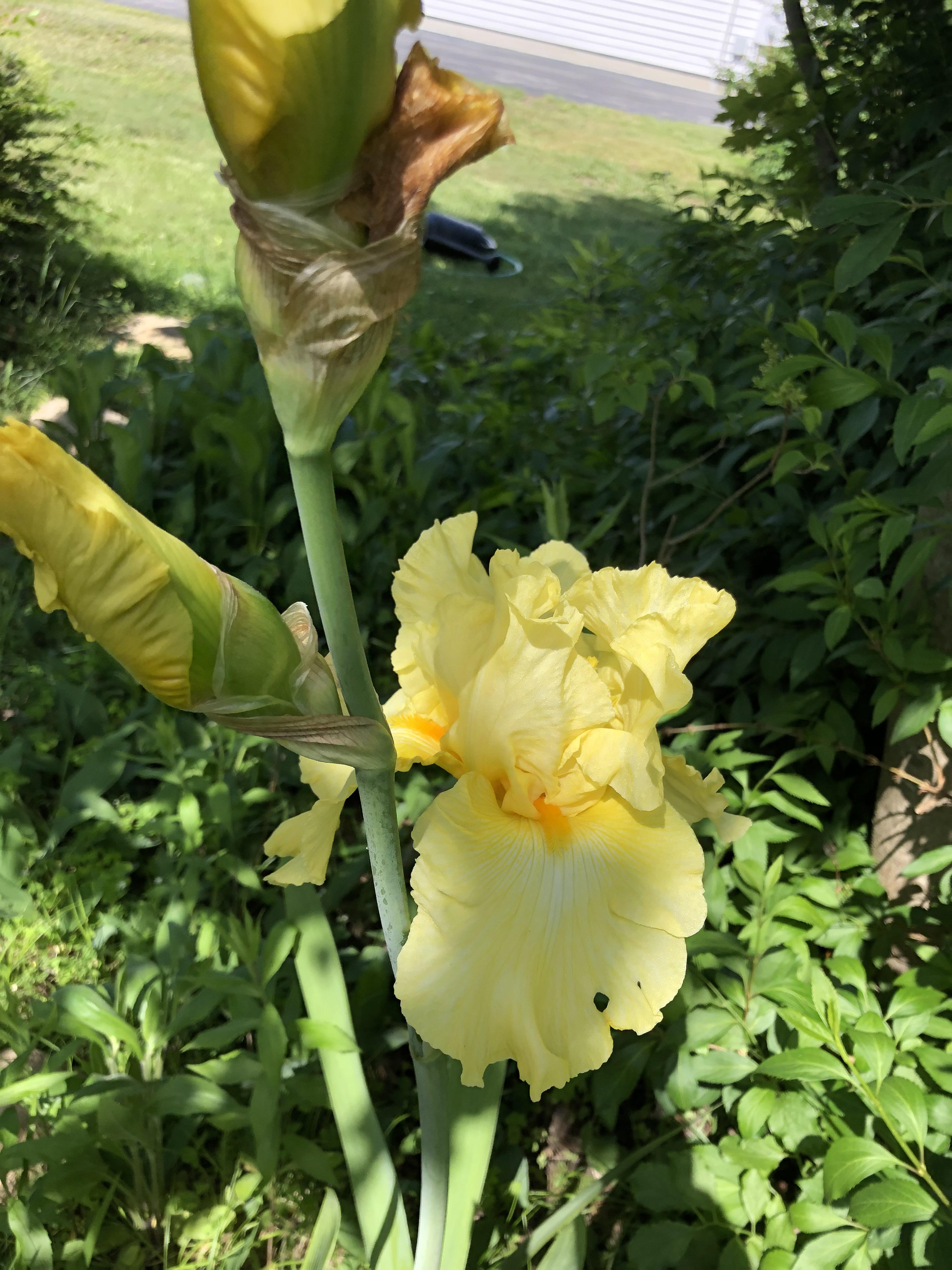 2nd Spring after I was given this iris it bloomed. It’s 4’ tall and