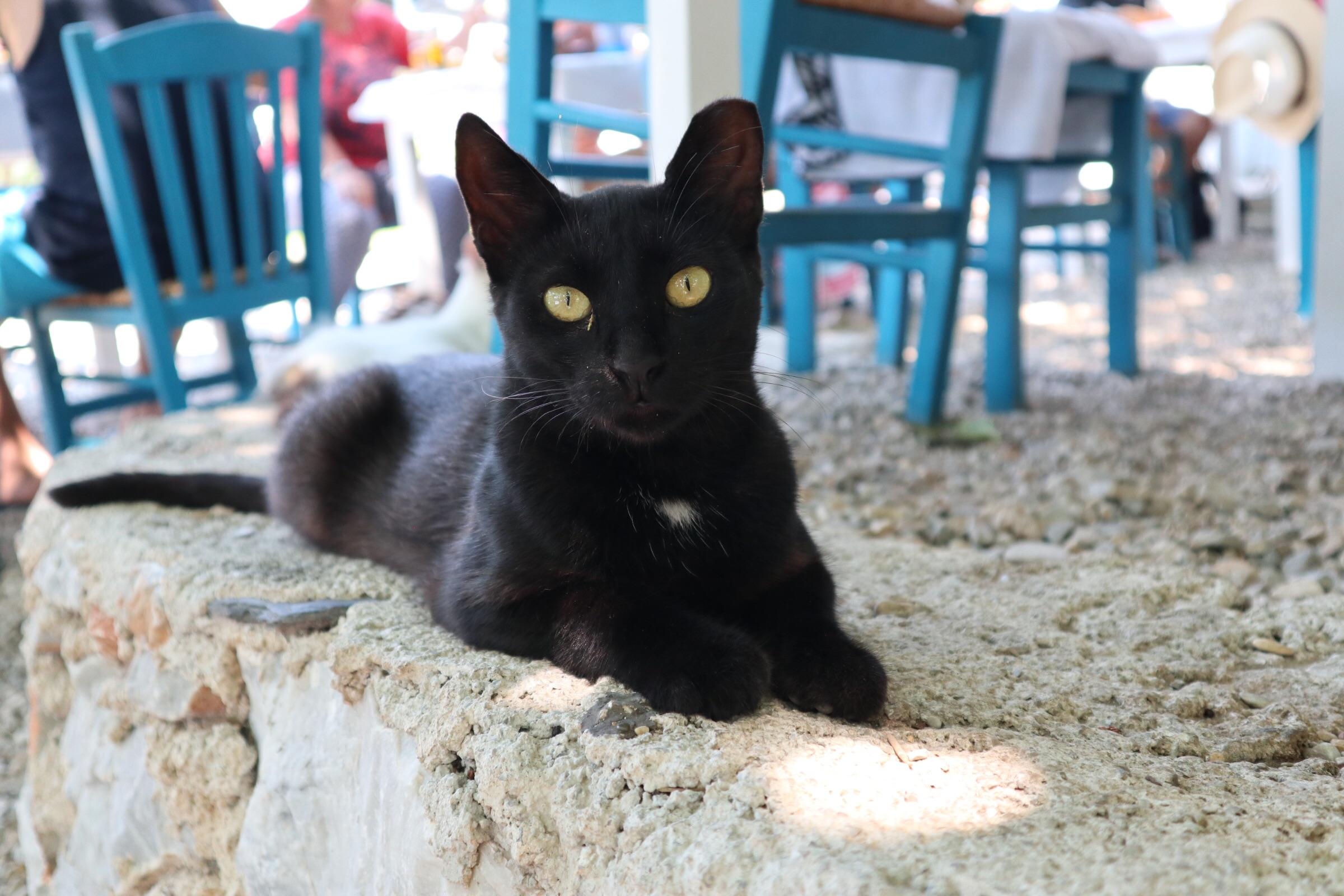 A very photogenic stray cat in Greece! r/cats