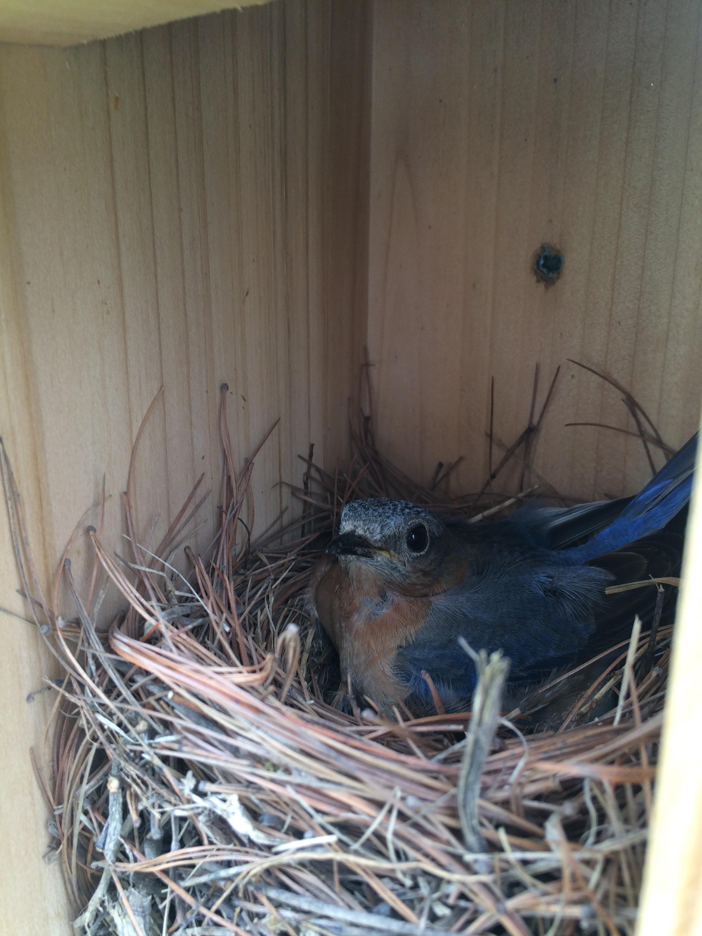 Bluebird and her eggs r/Outdoors