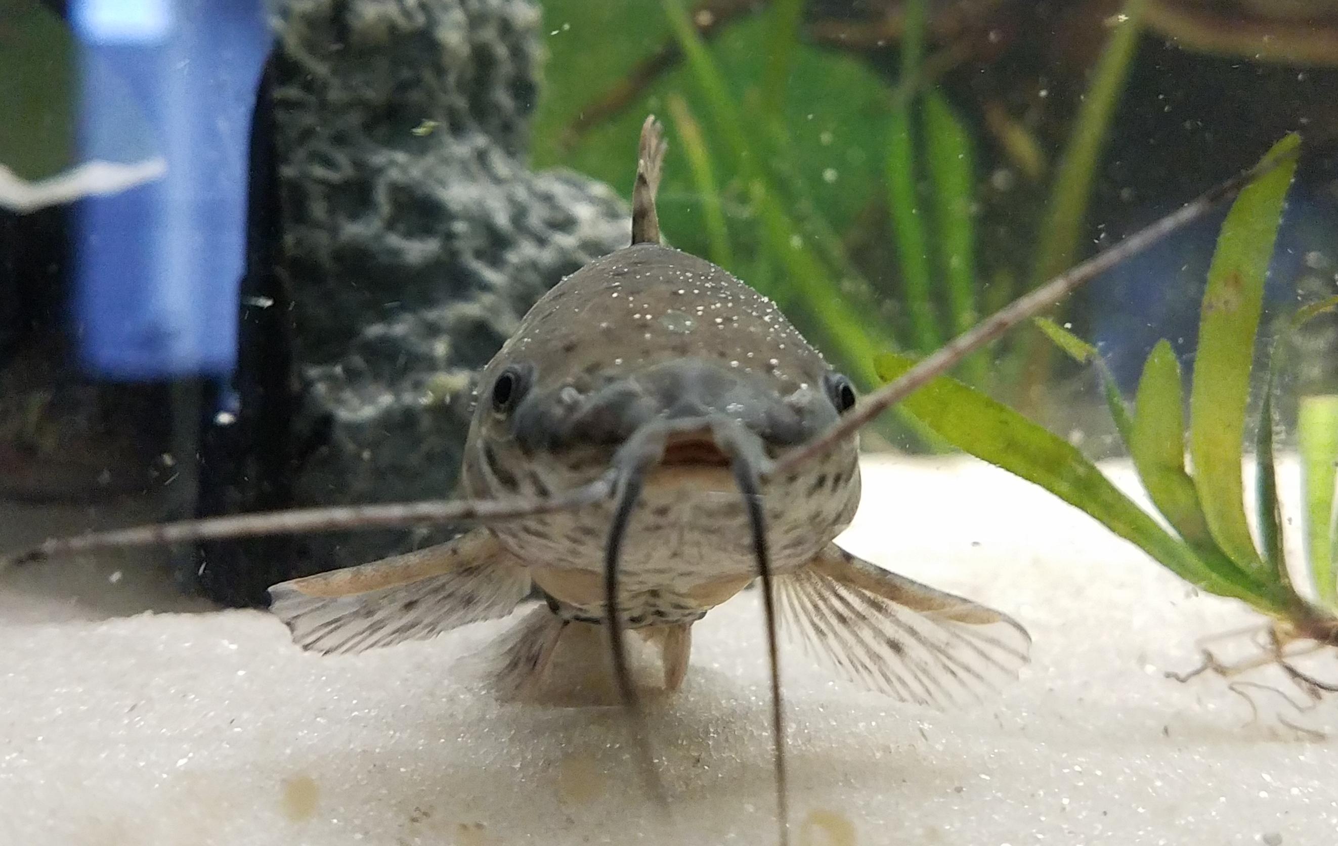 My spotted hoplo catfish loves being on camera r/Aquariums
