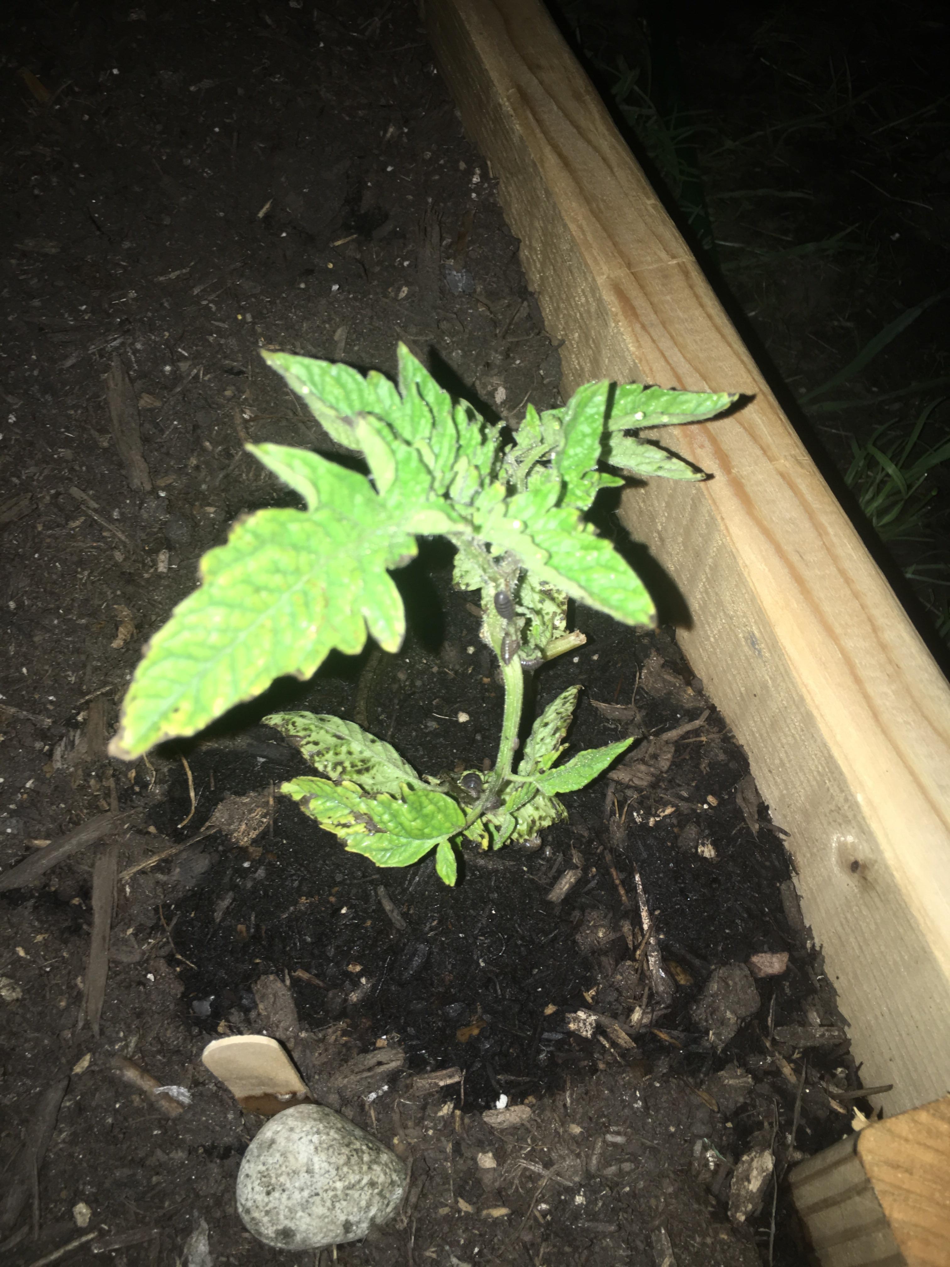 Why are Rollie Pollies eating my tomato plant? r/gardening