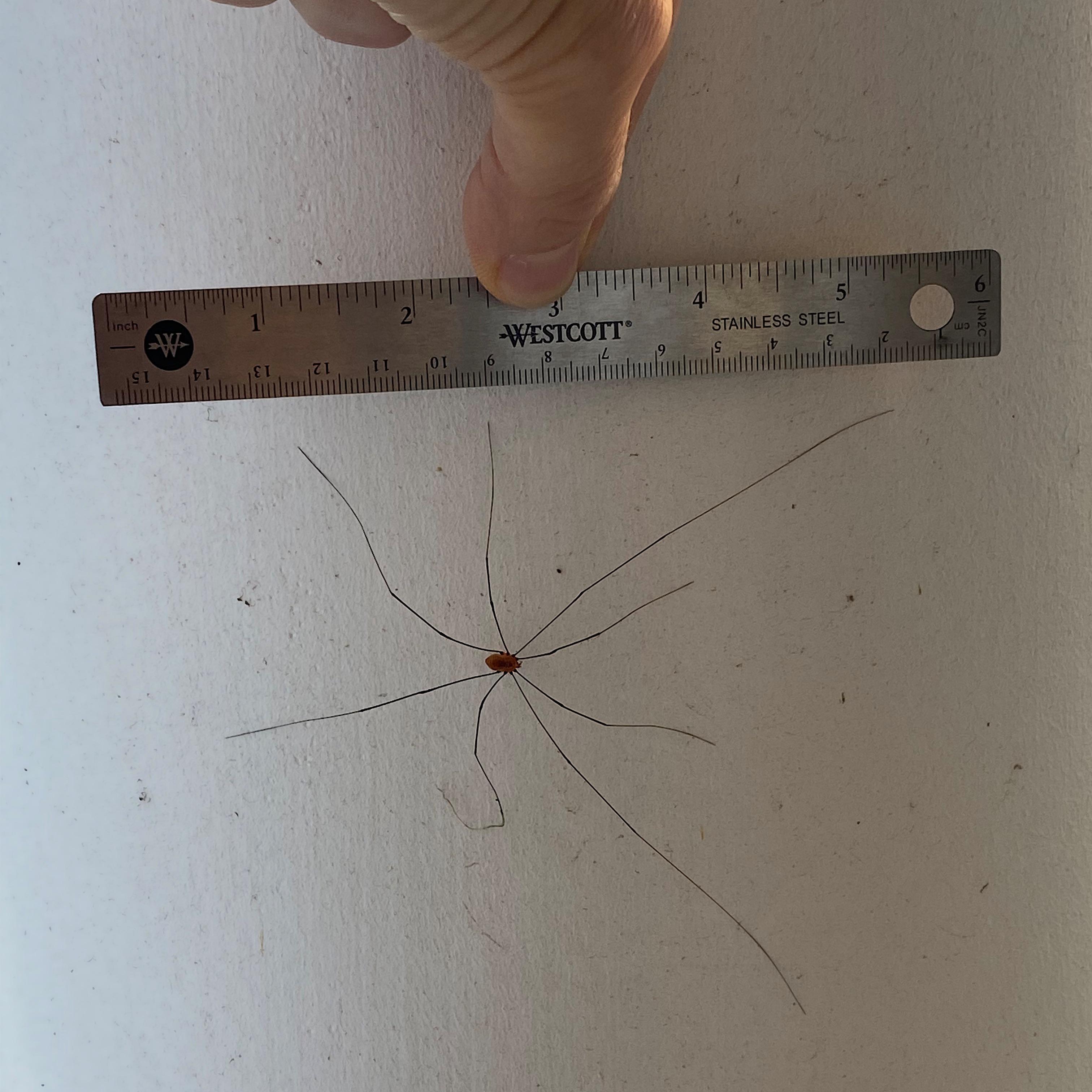 Biggest daddy long legs I’ve ever seen r/mildlyinteresting