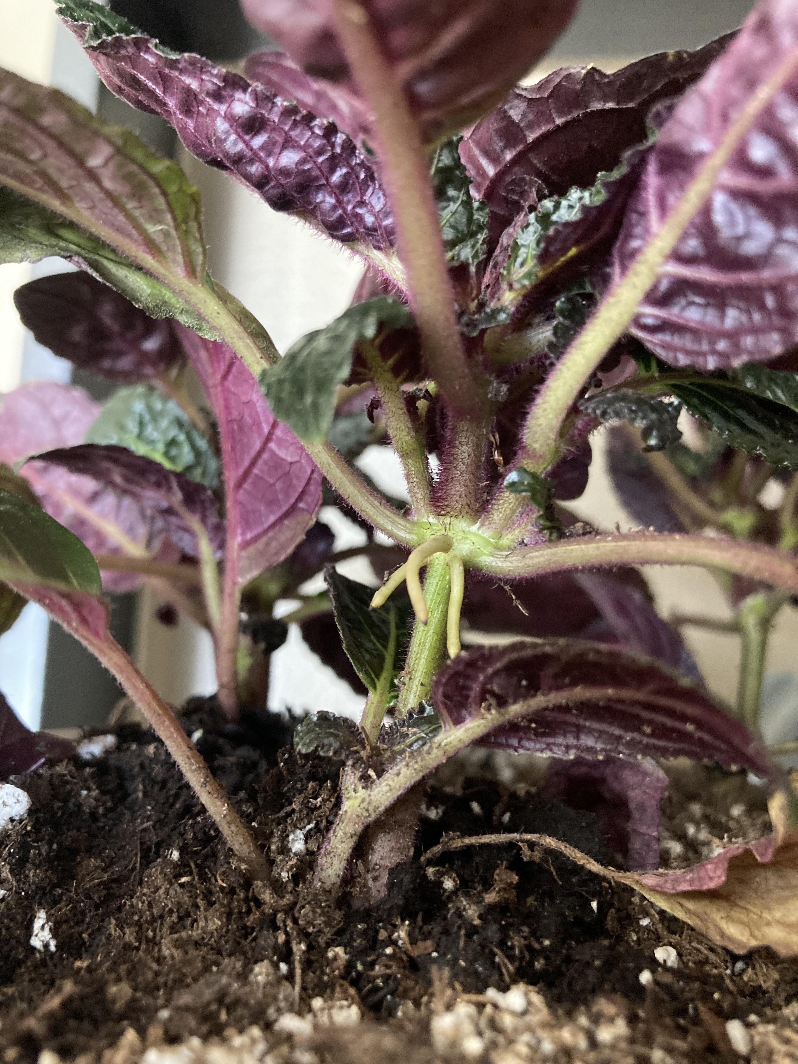 Peeped some robust aerial roots on my purple waffle plant. Tempted to