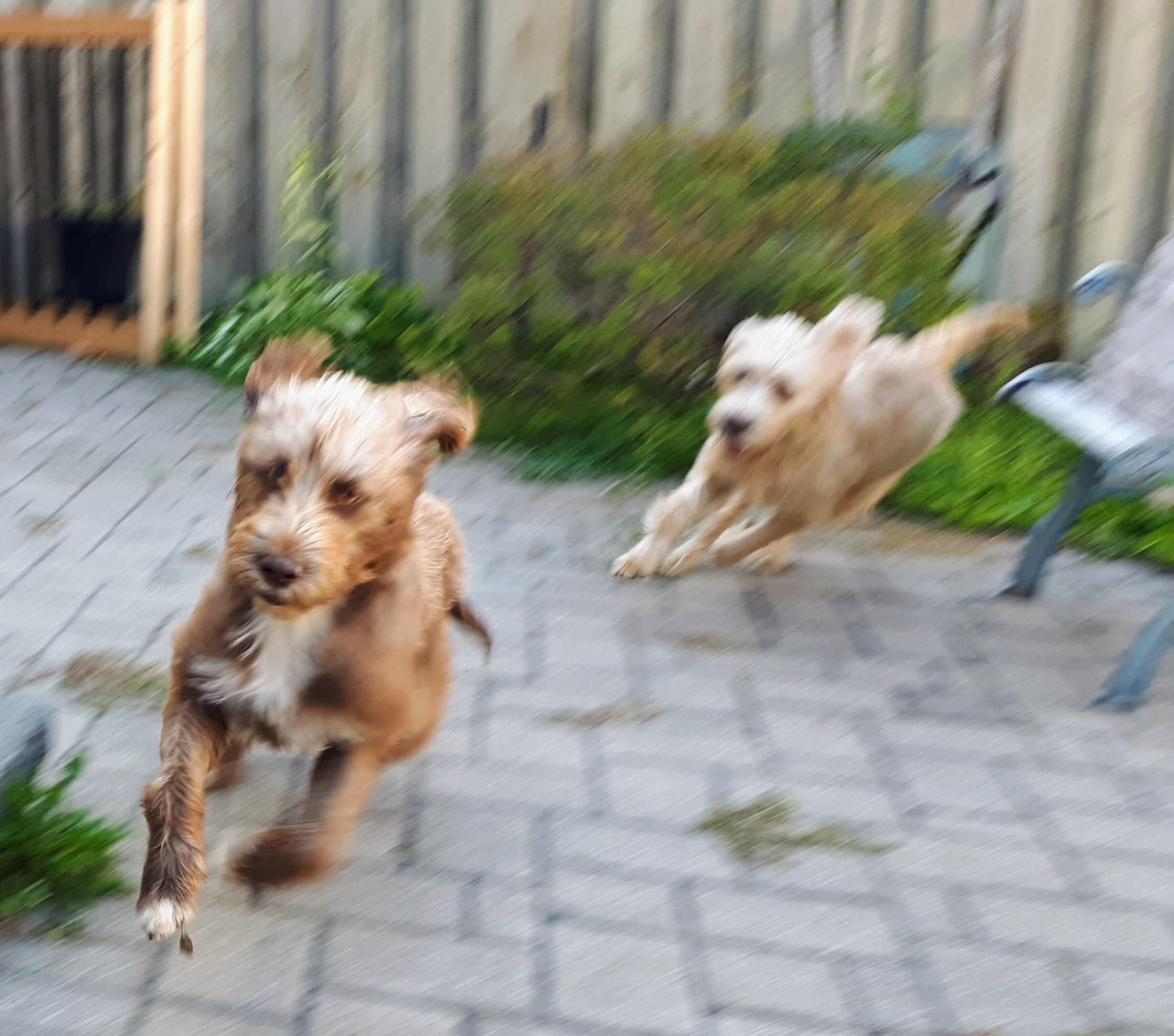 Zoomies! r/dogpictures