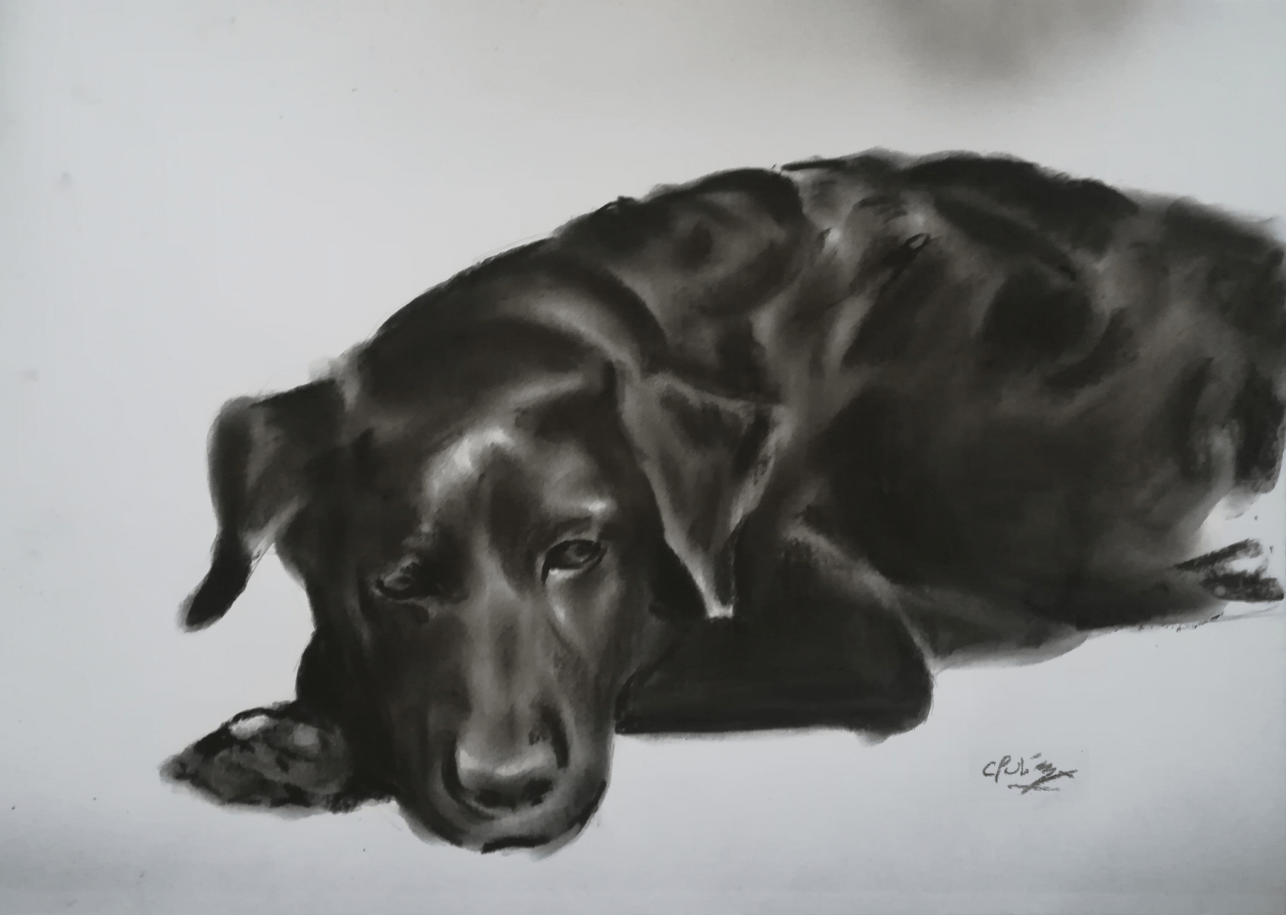 Dog sketch, charcoal r/sketches